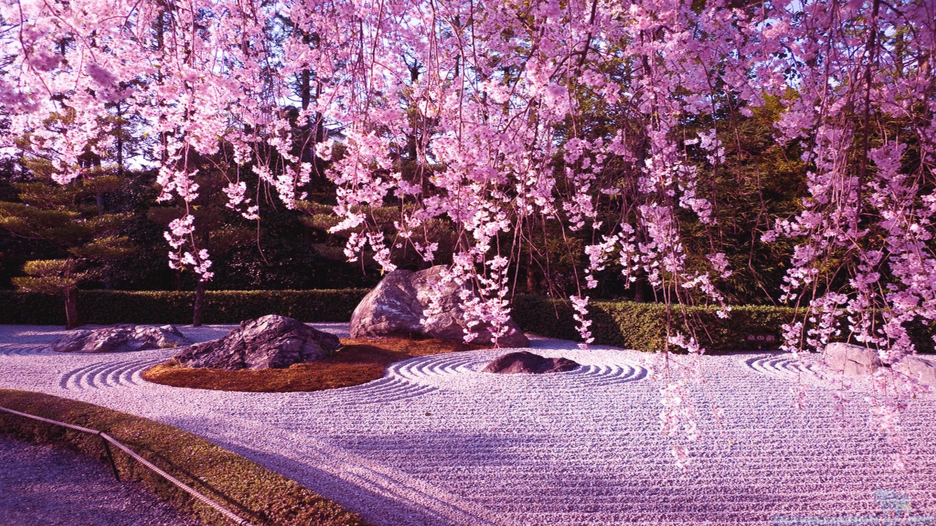 Beautiful cherry blossom wallpaper 10786