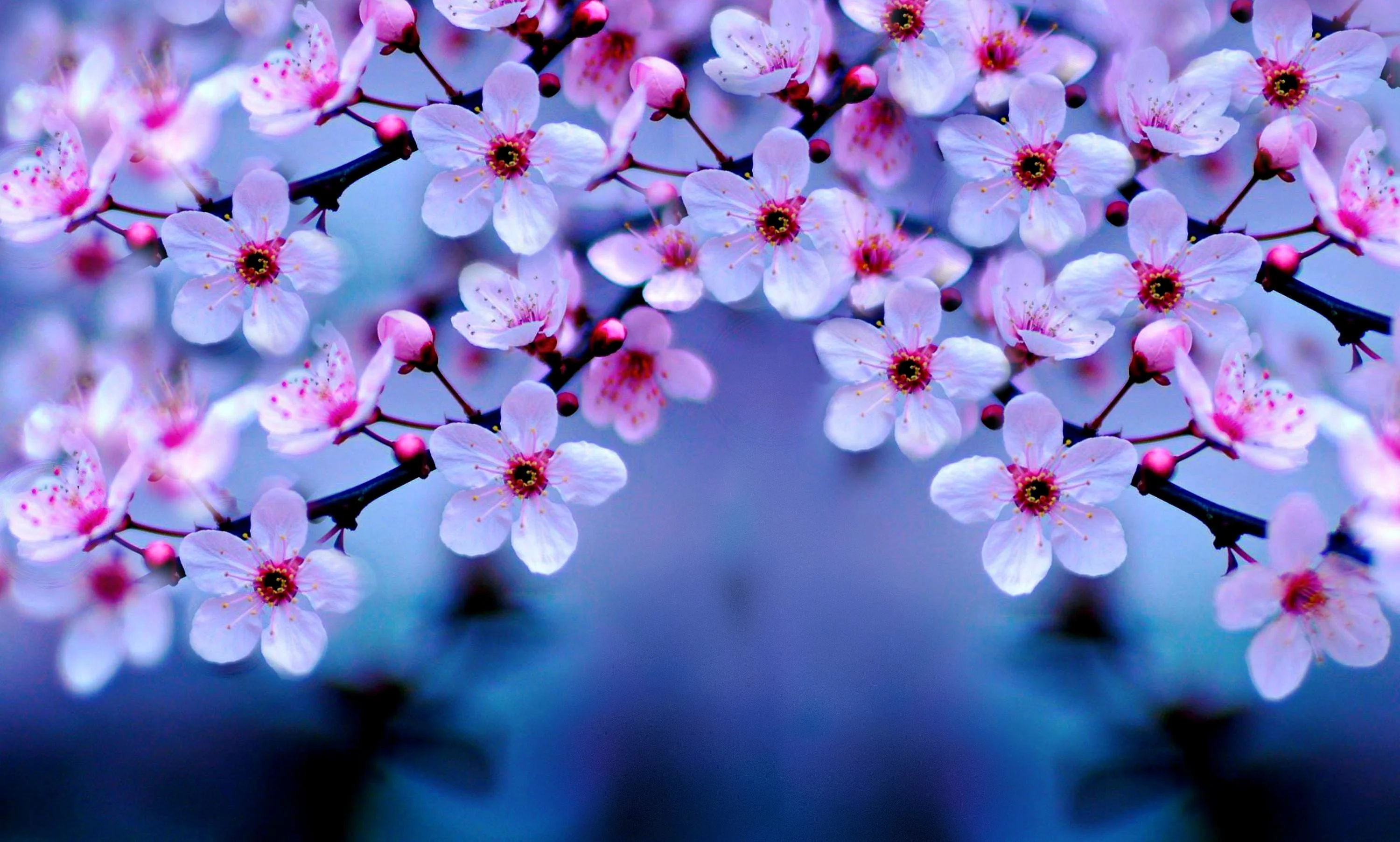 2560x1600px Beautiful Flowers Wallpaper Blossom
