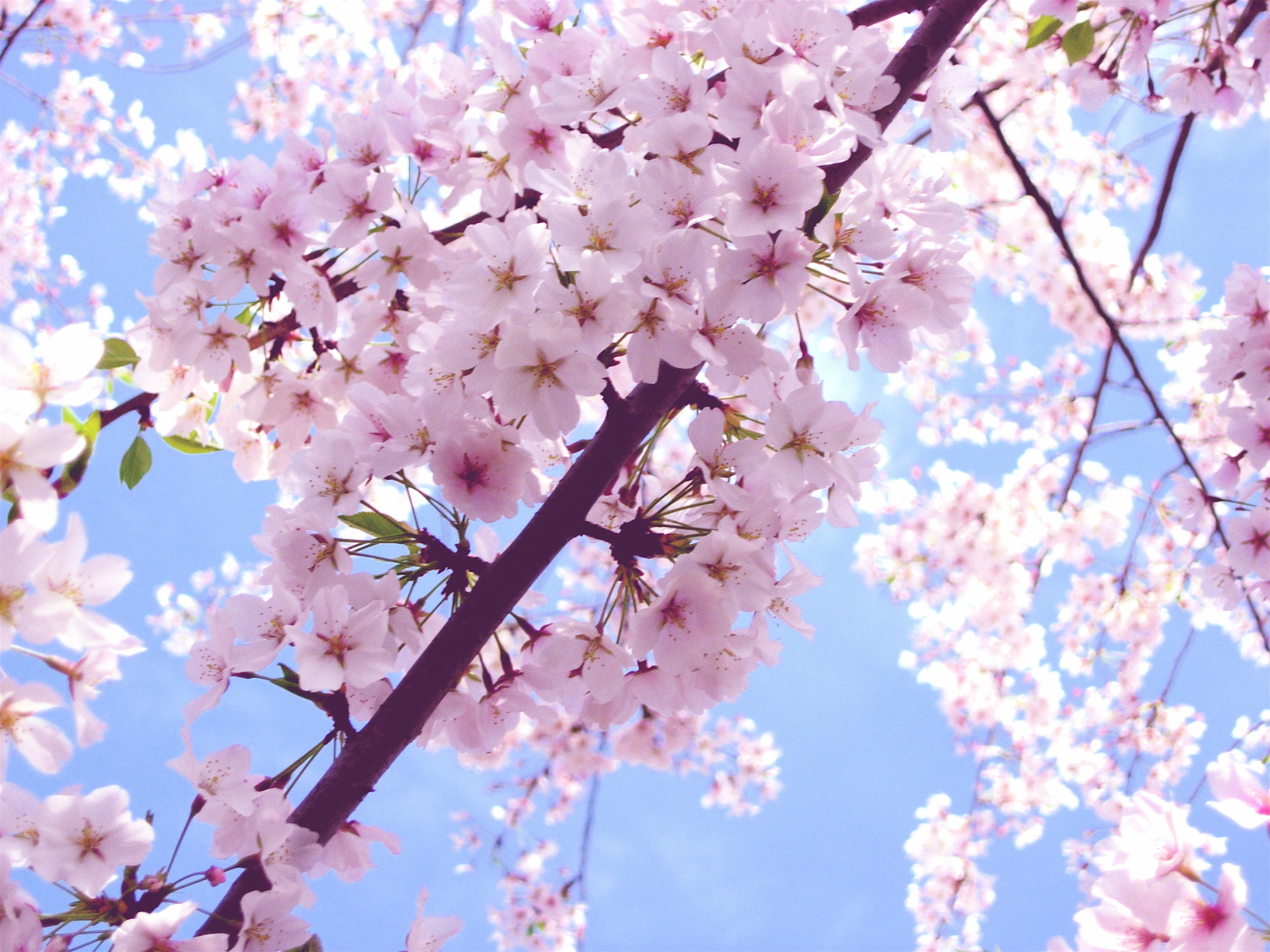 Cherry Blossom images Beautiful Cherry Blossom â¡ HD wallpaper and  background photos