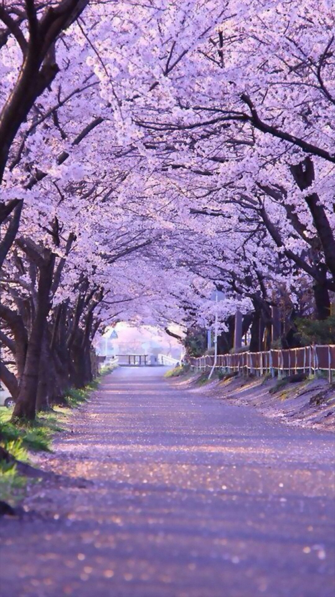 Explore Cherry Blossom Japan, Cherry Blossoms and more