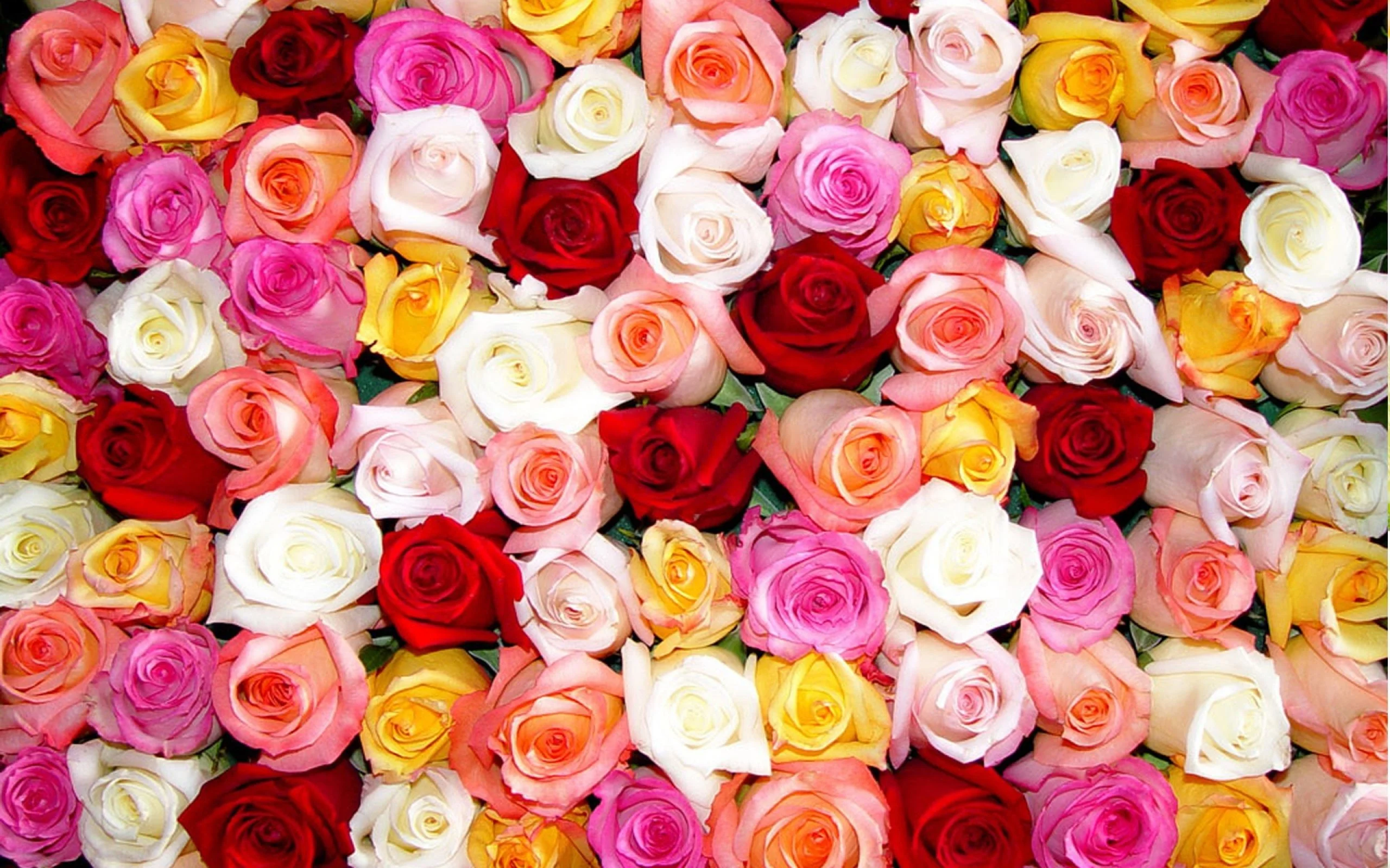 Rose, Flowers and Beautiful flowers