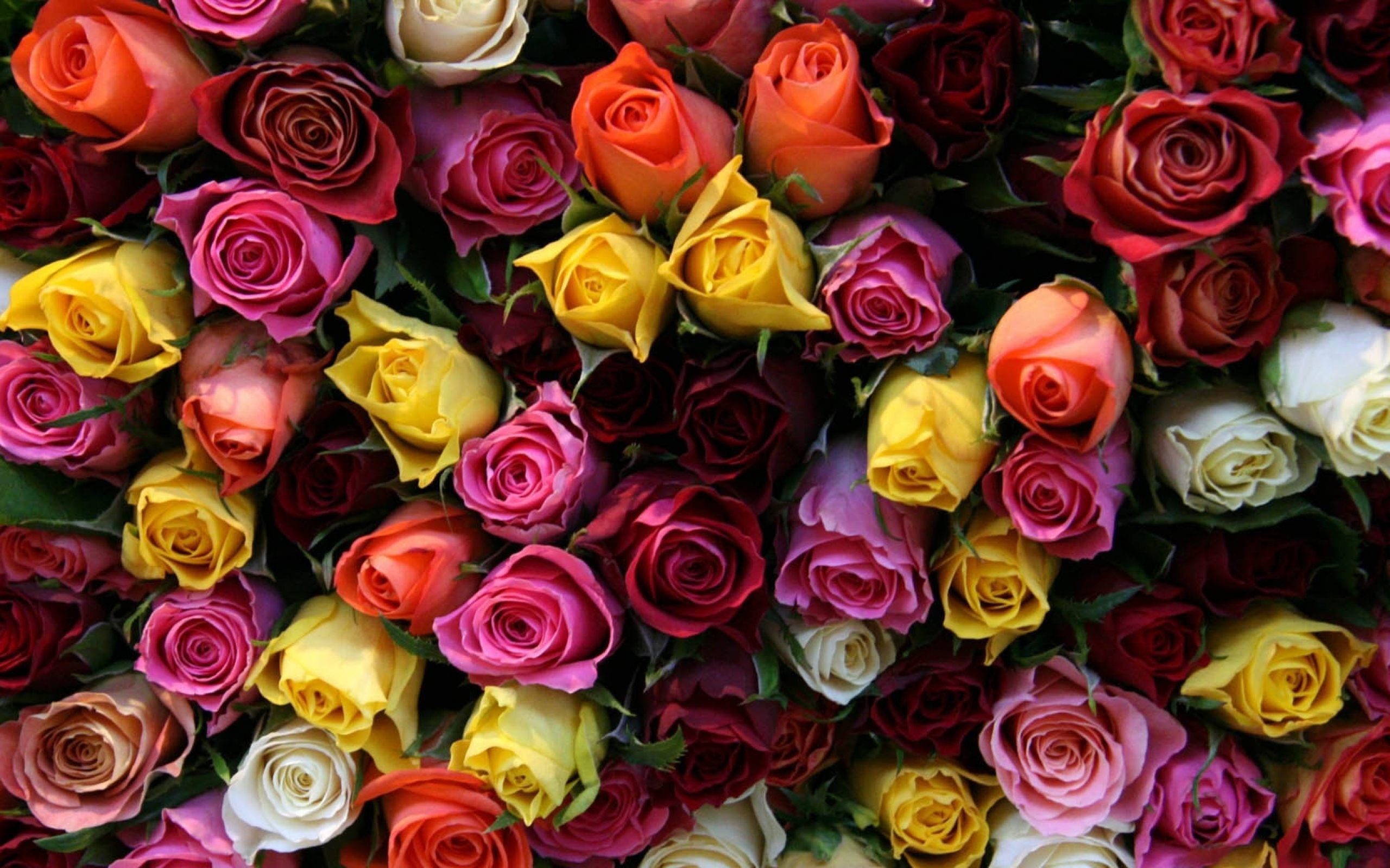 Color Roses Wallpaper HD Download Of Beautiful Roses