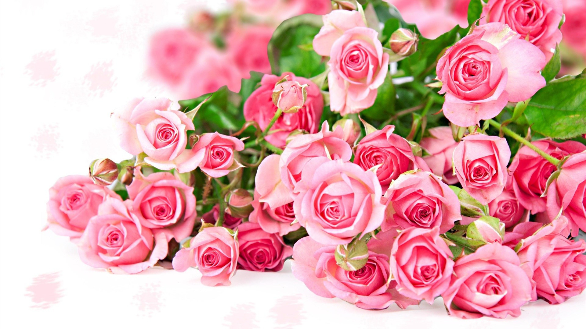 Beautiful Roses Wallpaper For Mobile Worlds Top 100 Beautiful Flowers Images Wallpaper Photos