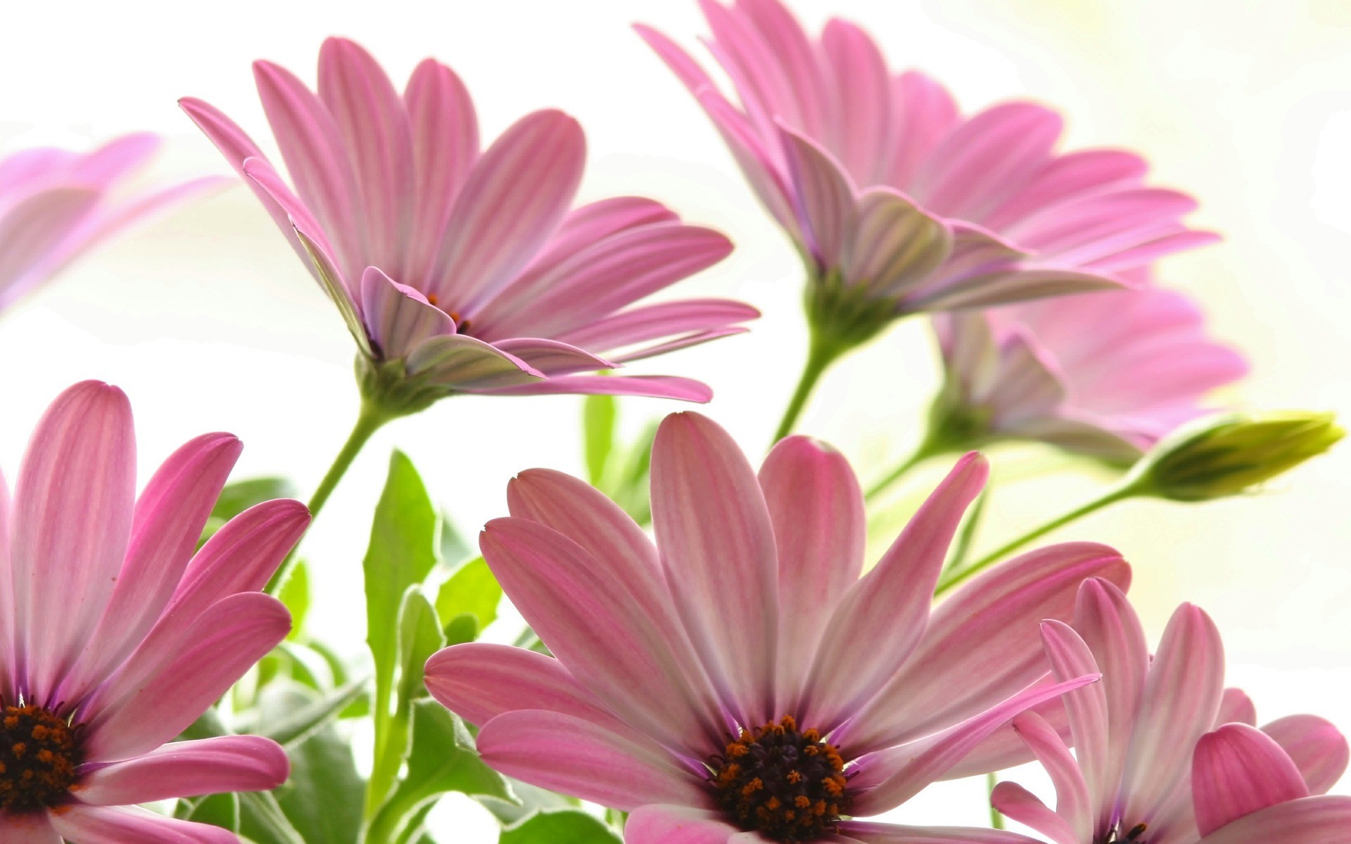 Pink Daisies Wallpaper Flowers Nature Wallpapers