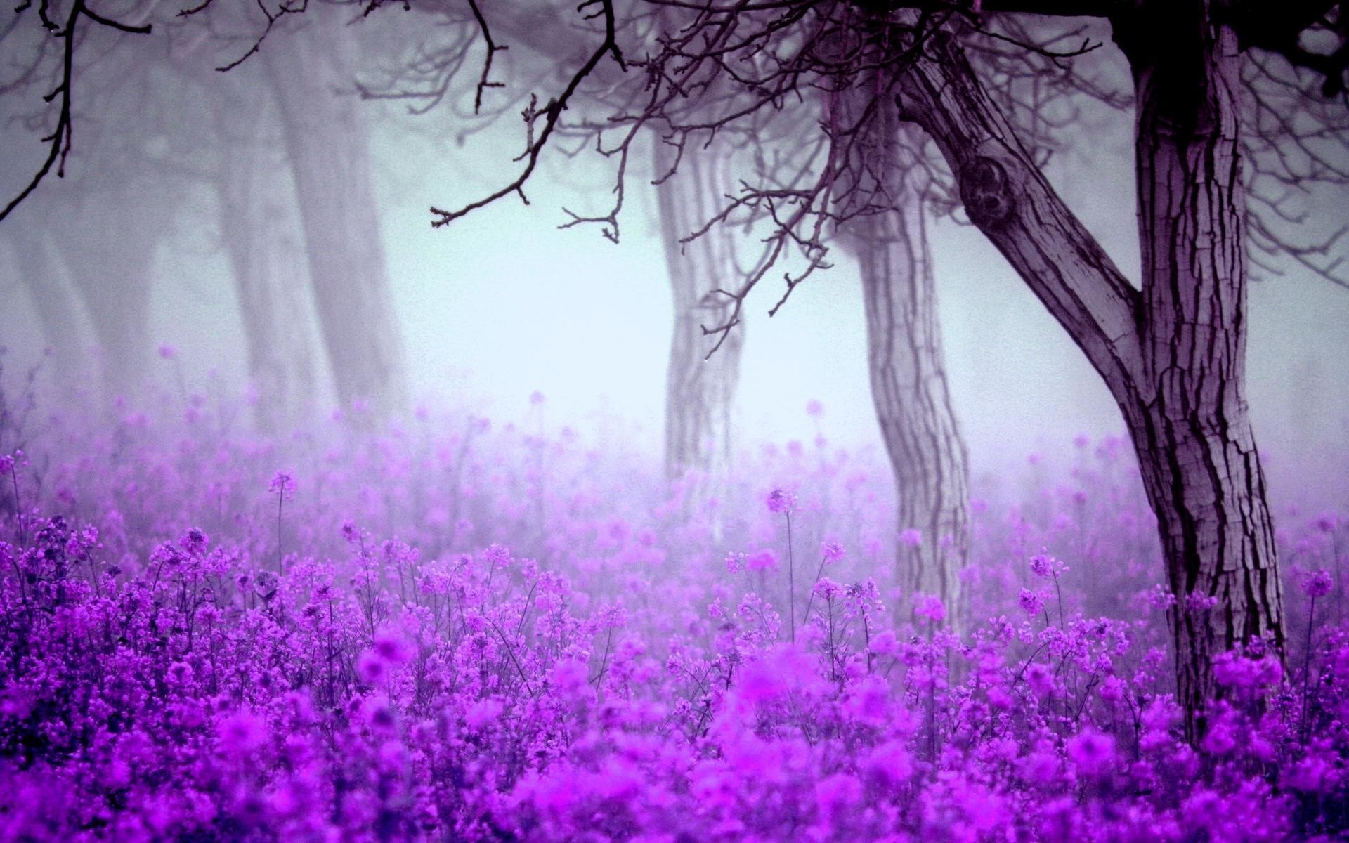 High Quality Fantastic Purple Flowers Wallpaper | Full HD Pictures .