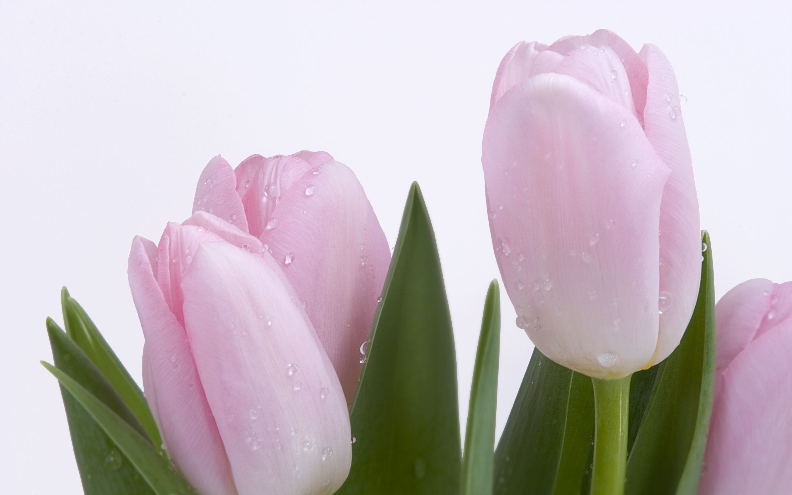 Pink Fresh Tulips Wallpaper Flowers Nature Wallpapers
