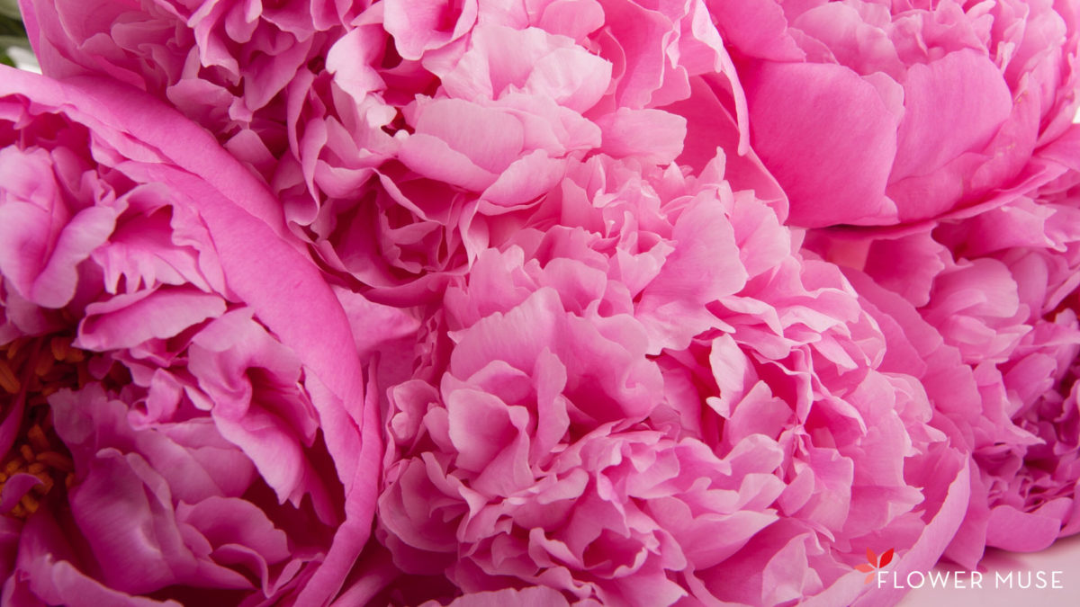 64+ Peony Desktop