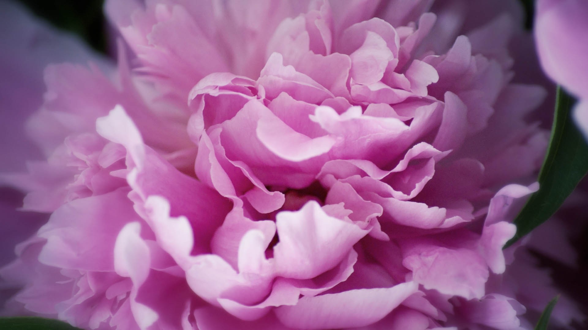 Preview wallpaper peony, flowers, plant 1920×1080