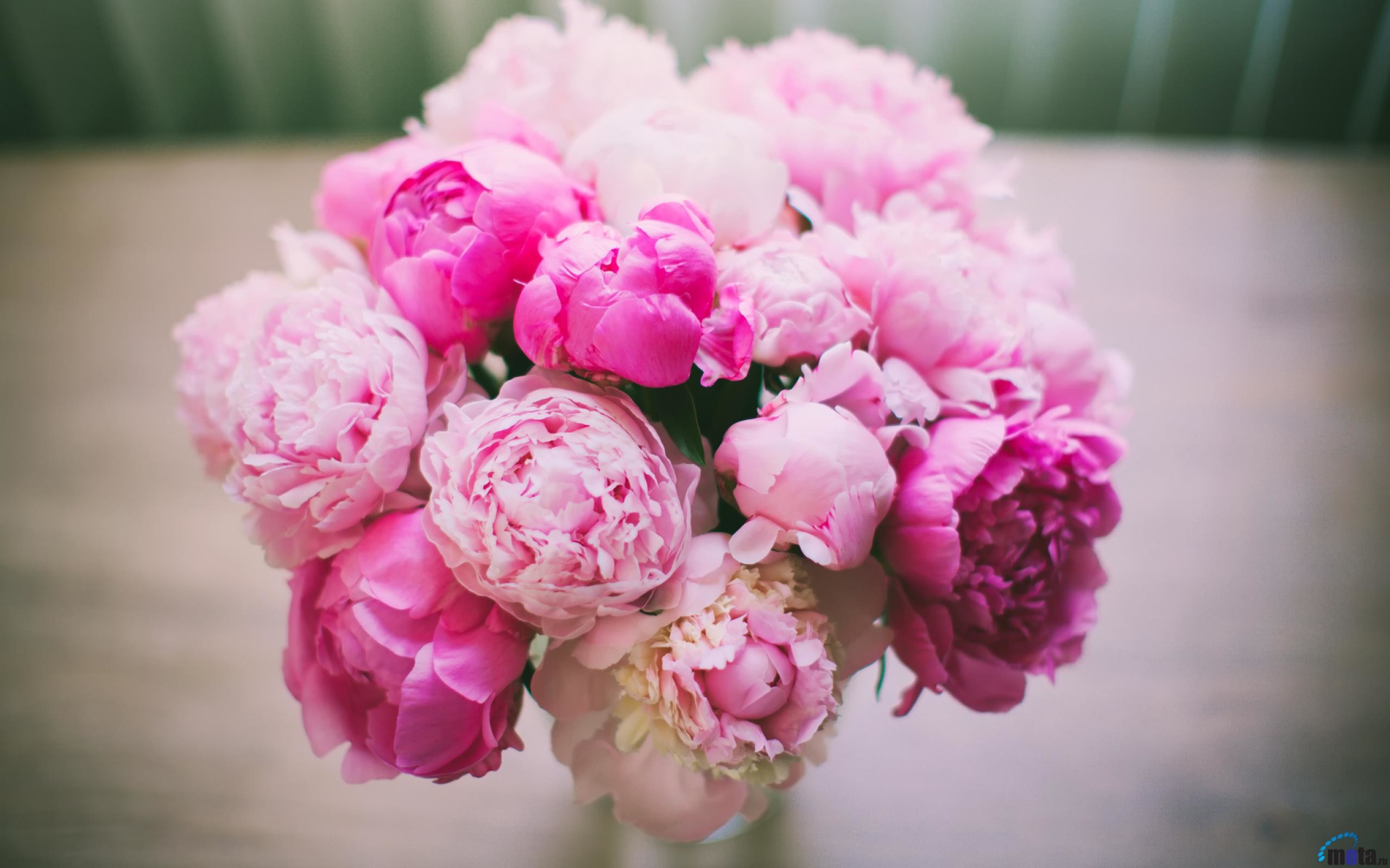 Natural Holiday Wallpaper Background A Lot Of Beautiful Pink Peonies  Bouquet Close Shot Delicate Flower Petals Spring Stock Photo Picture  And Royalty Free Image Image 141111507