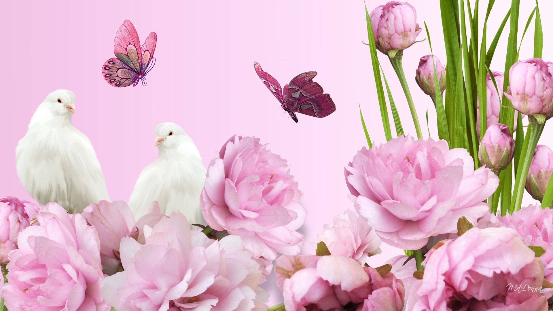 Pink Tag – Peaceful Flowers Doves Bright Spring Peonies Pink Lush Summer Pigeon Fragrant Graceful Aroma