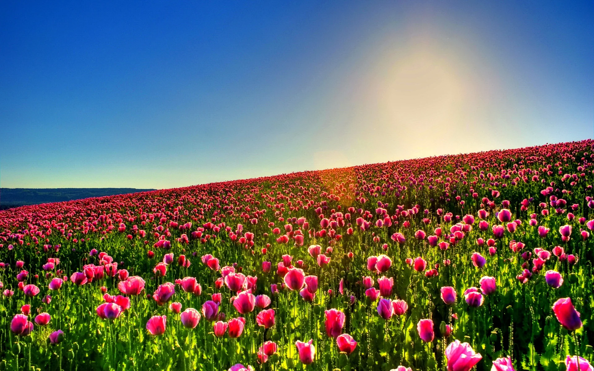 Colorful tulip flowers HD wallpaper 4k background