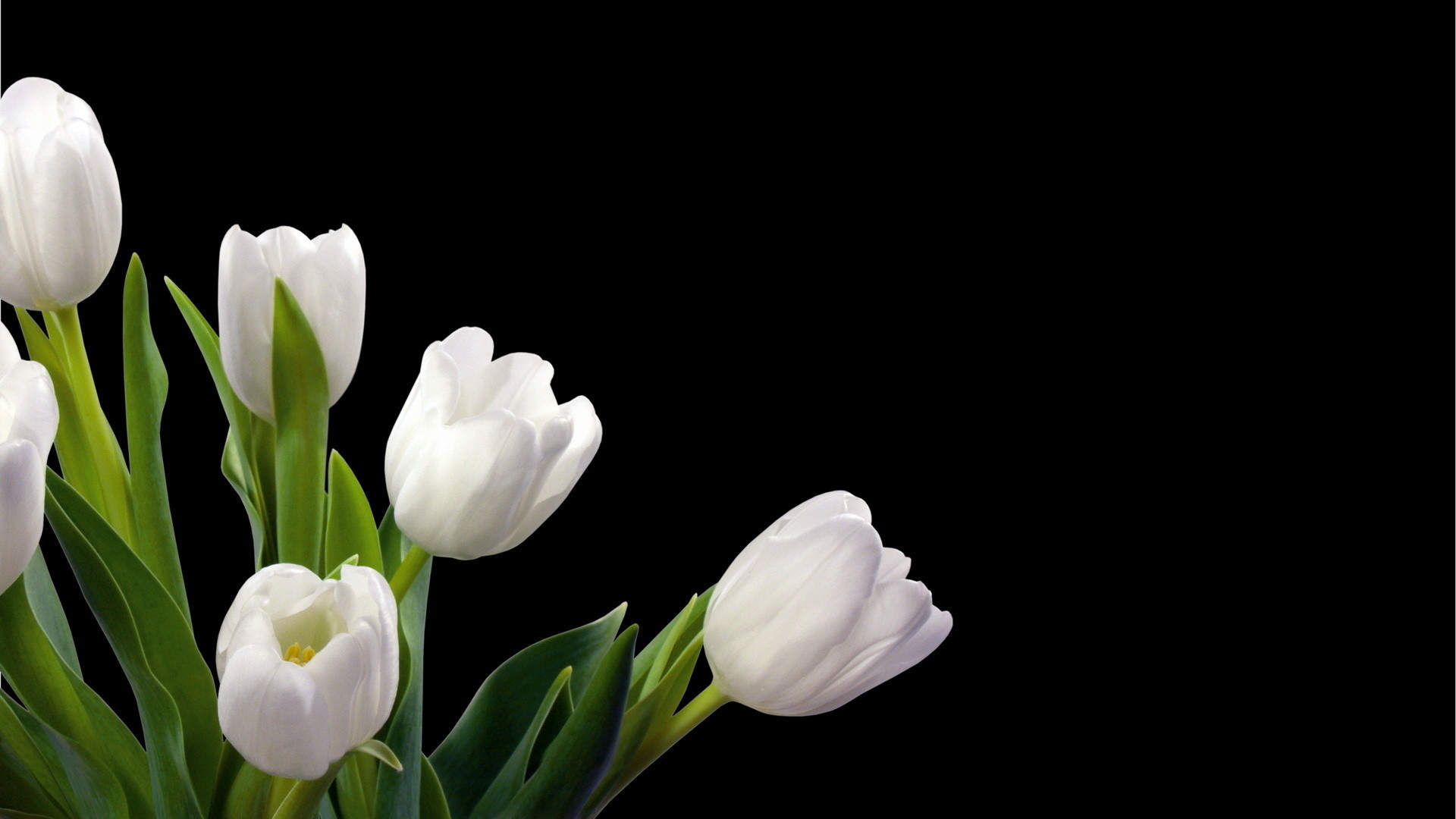 Wallpapers White Tulips High Definition