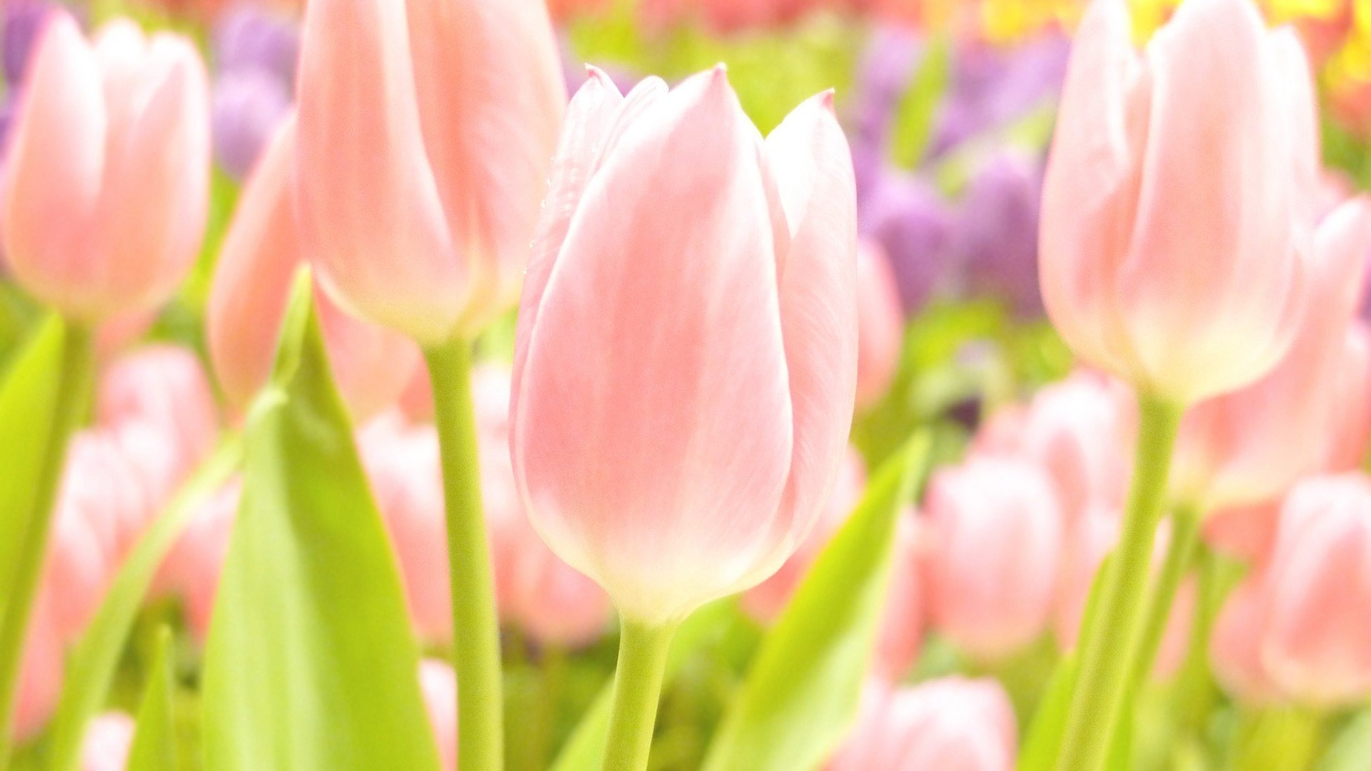 Spring tulips HD 300×168 Spring HD wallpapers