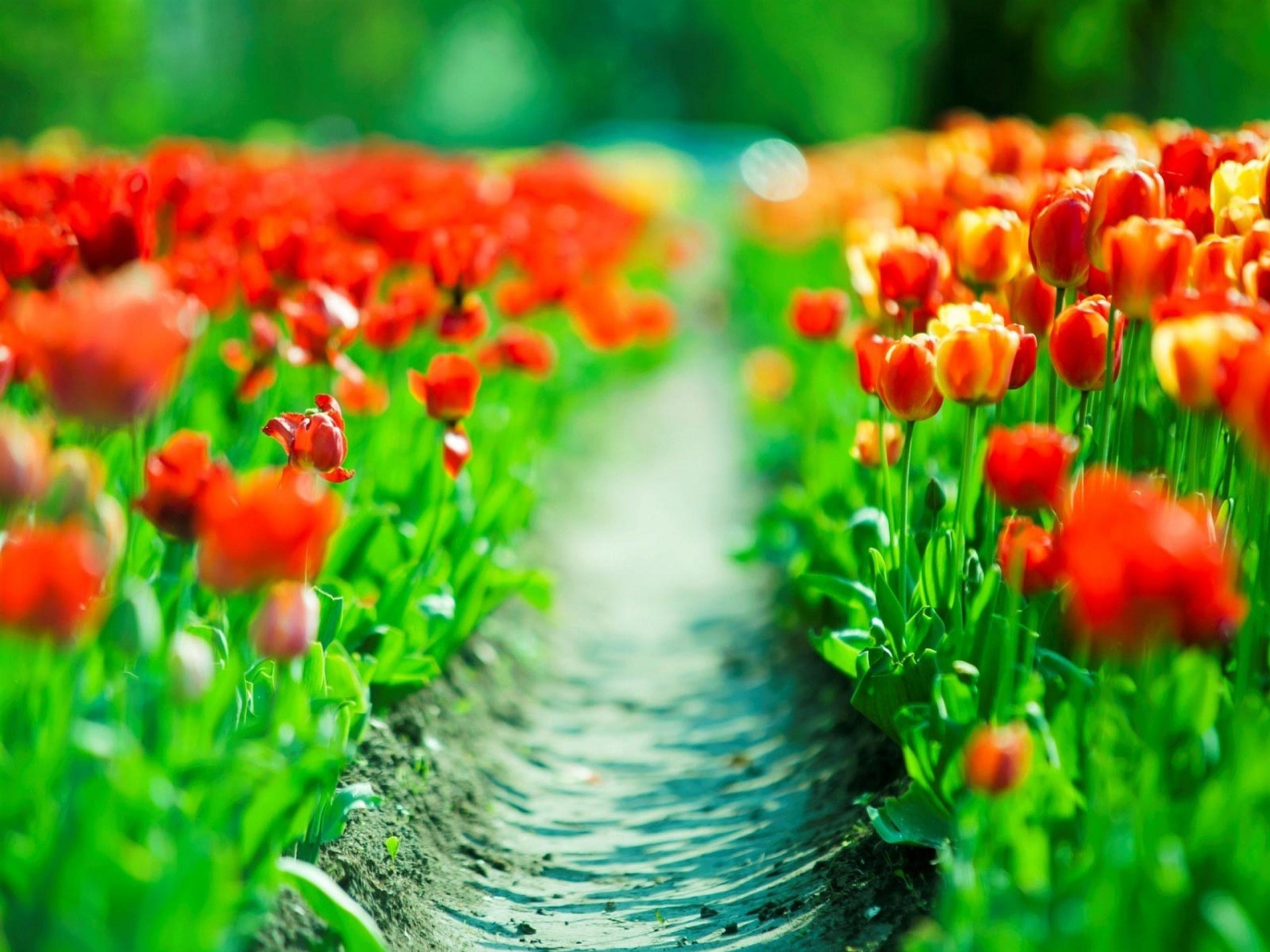 Beautiful Spring Tulips Background Free Download