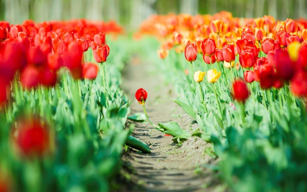 69+ Tulips Background