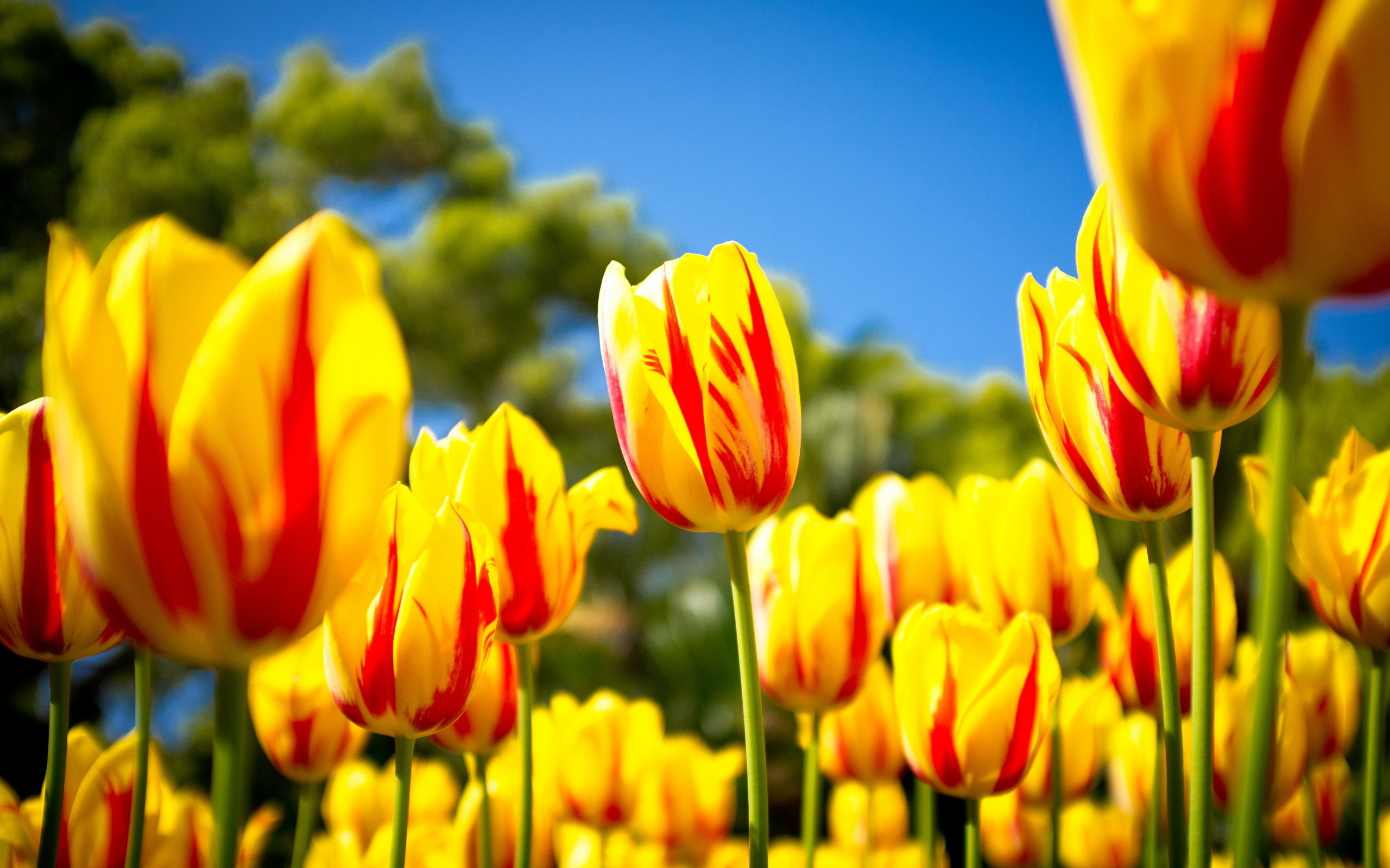 Nature HD Wallpaper with Yellow Tulips in Spring – HD Wallpapers for Free