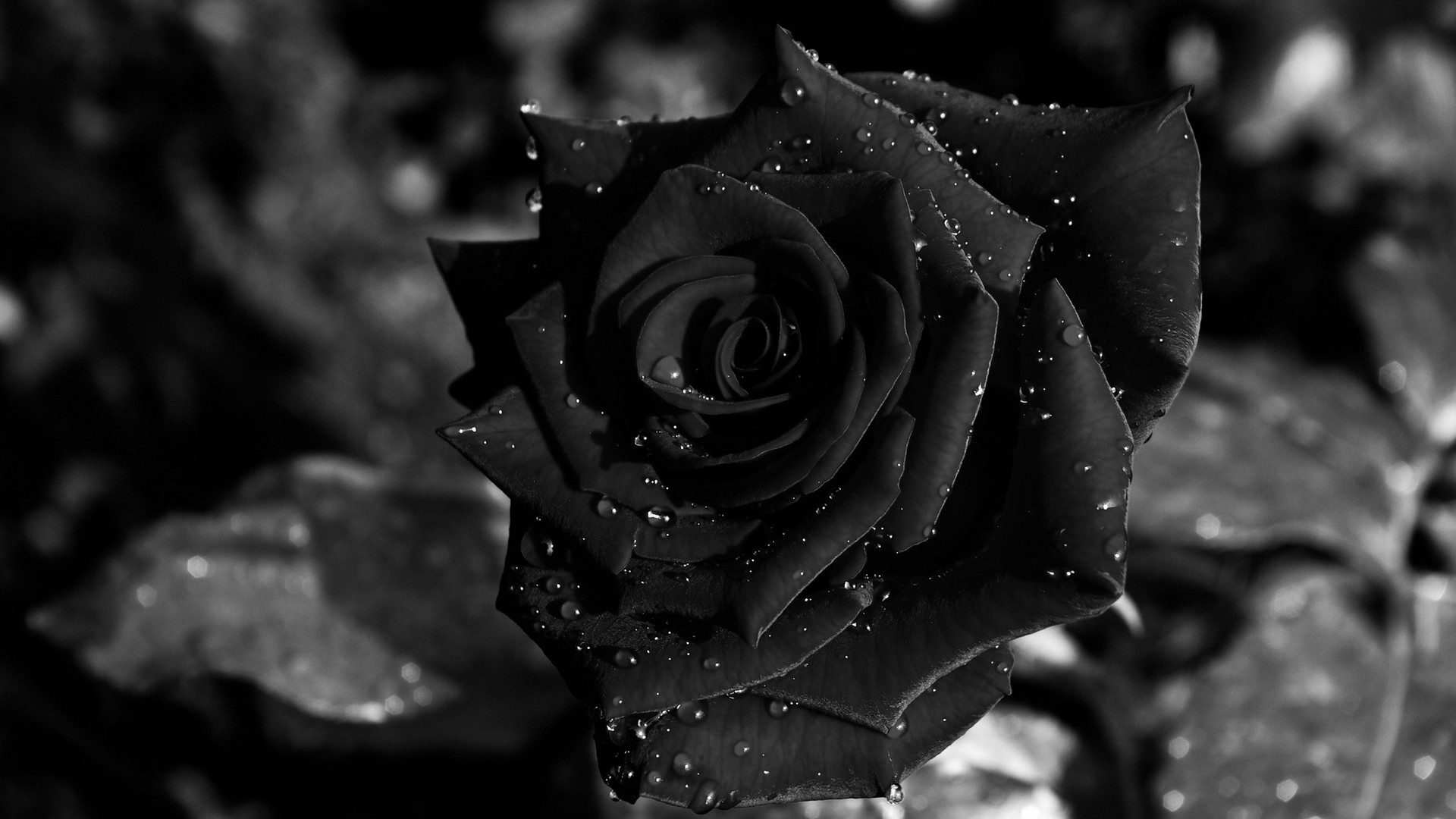 Wallpaper Flower Black Rose