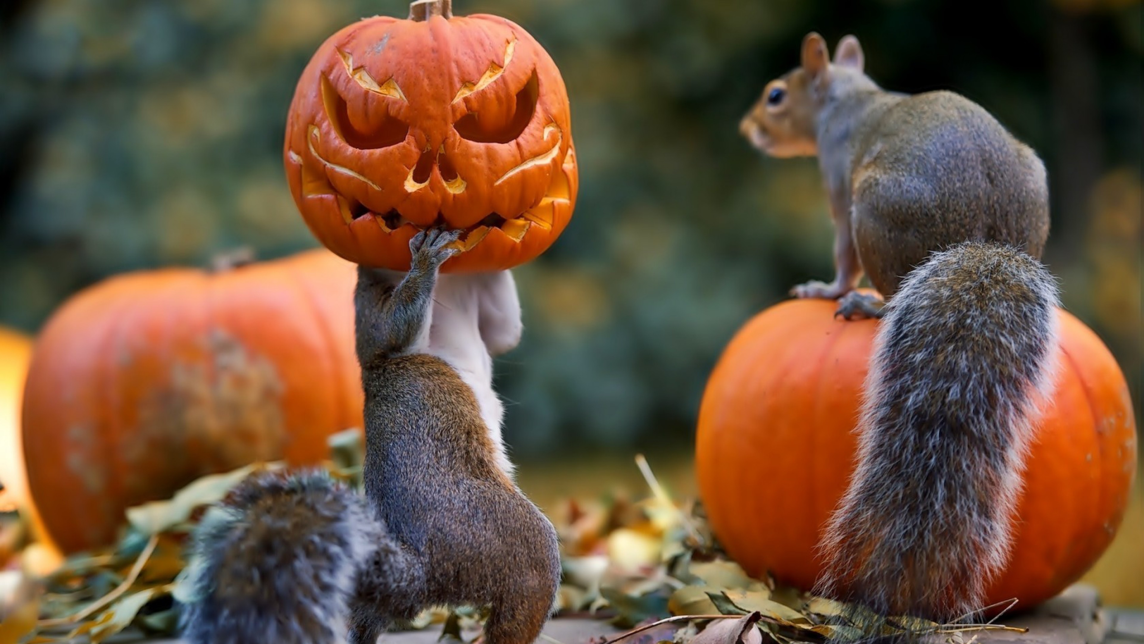 Preview wallpaper halloween, squirrels, pumpkin, mask 3840×2160