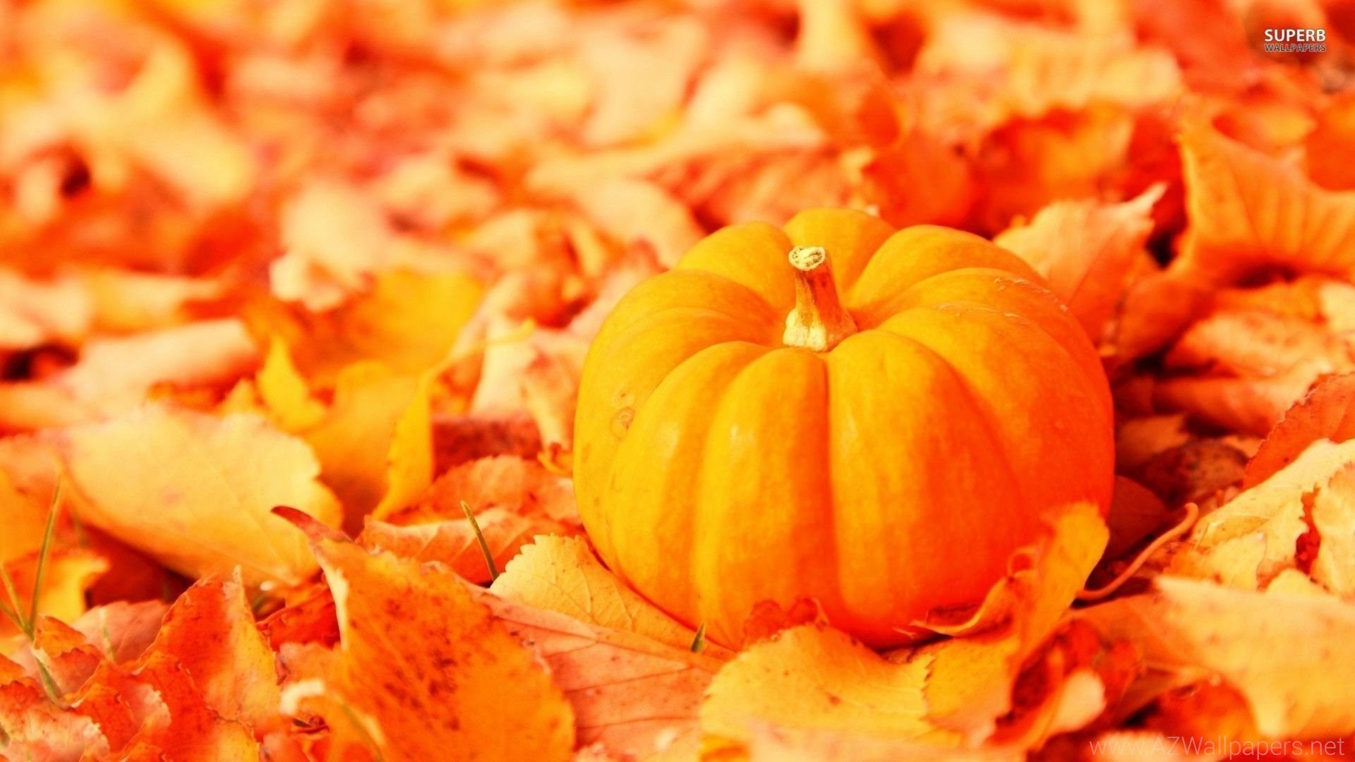 Colorful Pumpkins Autumn Wallpaper  iPhone Android  Desktop Backgrounds