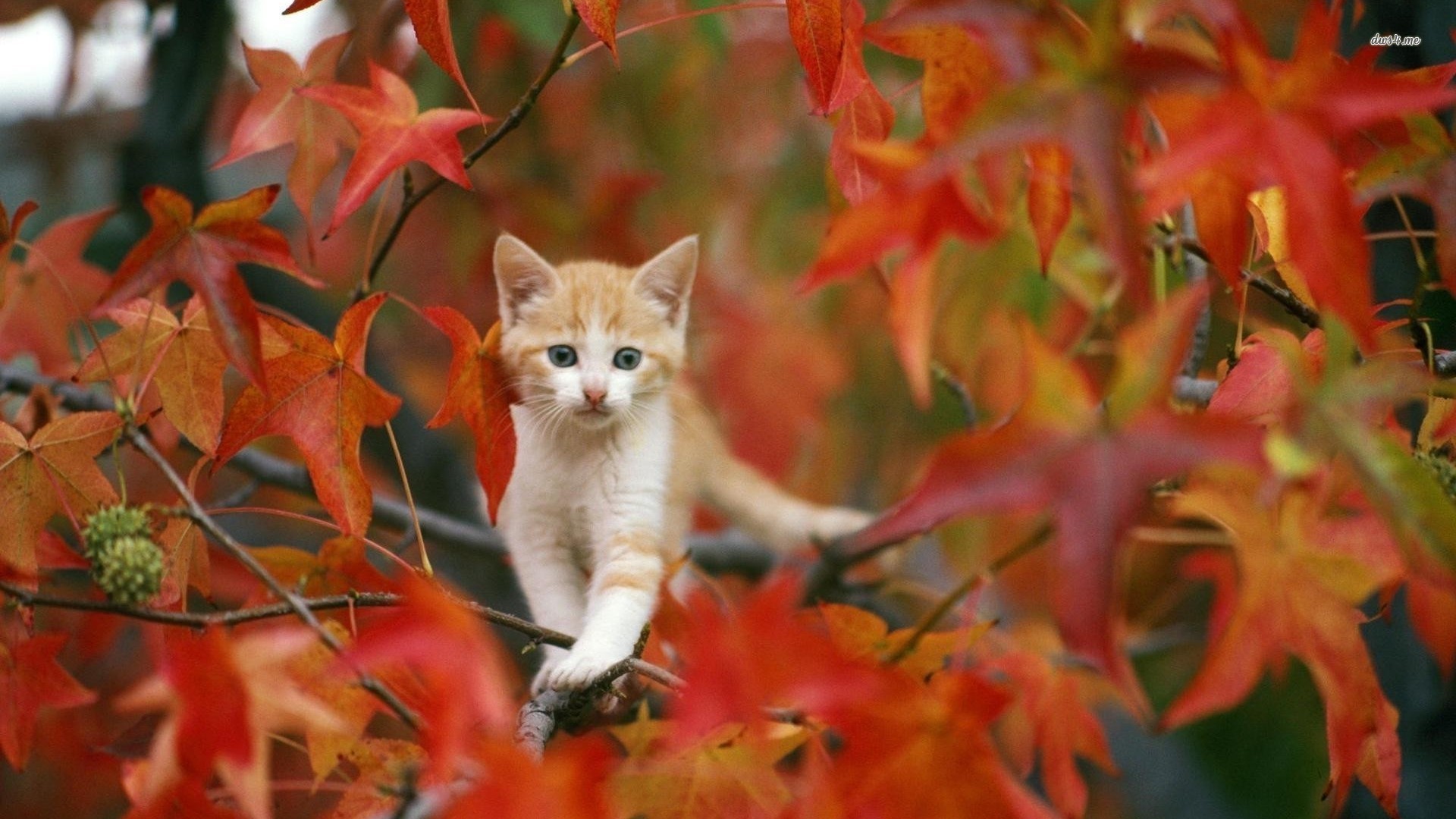 Autumn Pumpkins – Cats Animals