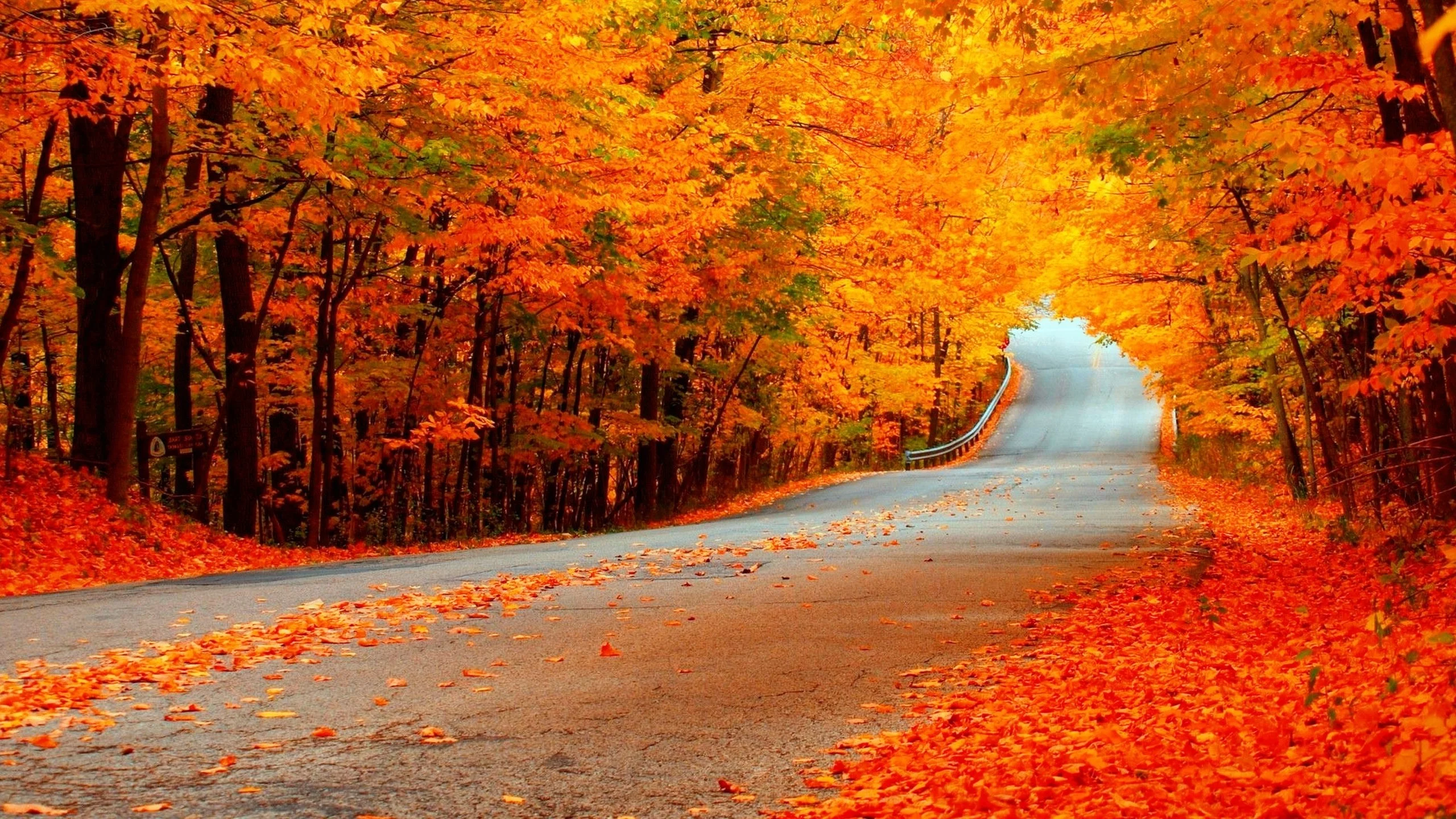 nature autumn road forest colorful path leaves trees fall wallpaper . | Fall  | Pinterest | Fall wallpaper, Wallpaper and Hd wallpaper
