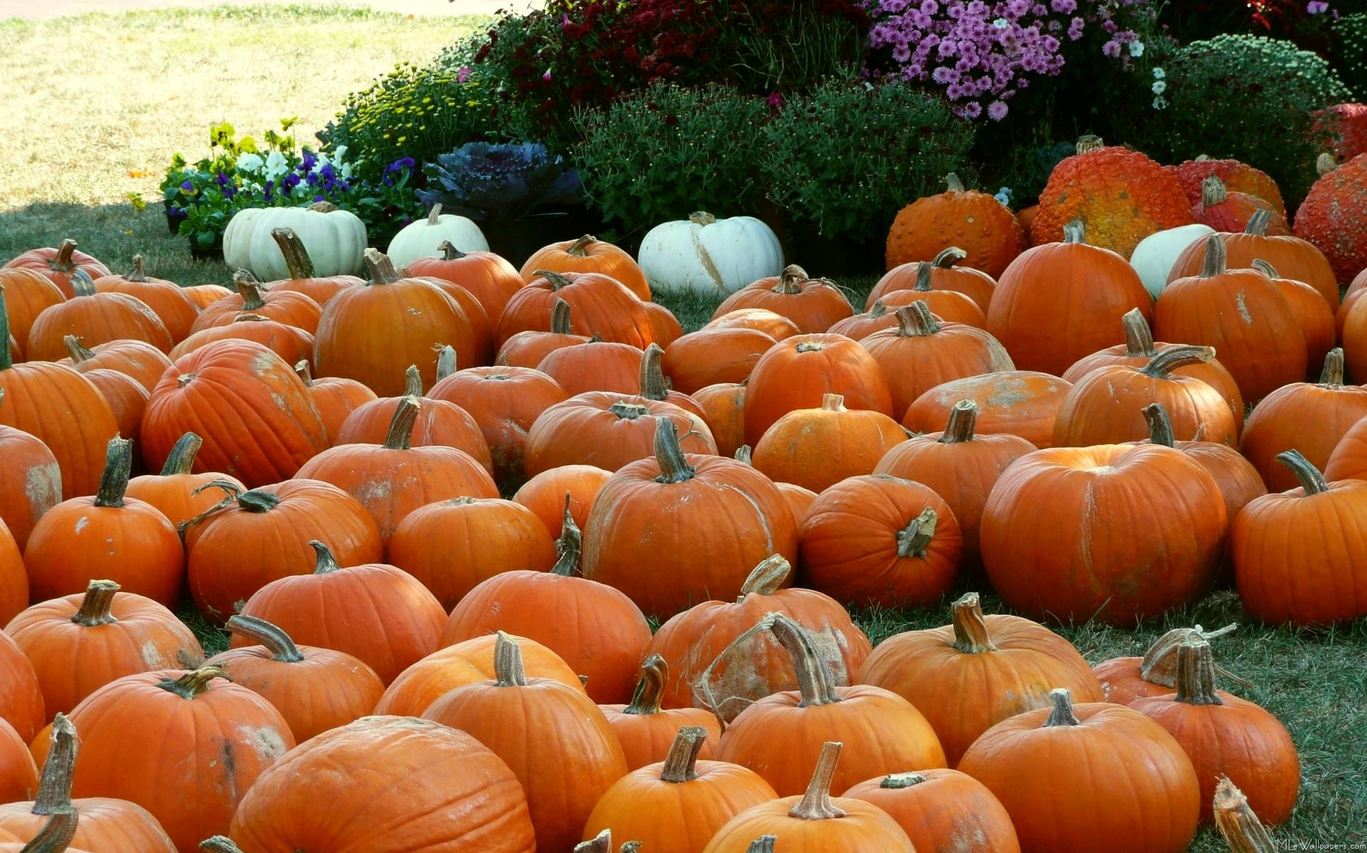 Autumn Pumpkin Wallpaper Widescreen Images Pictures – Becuo