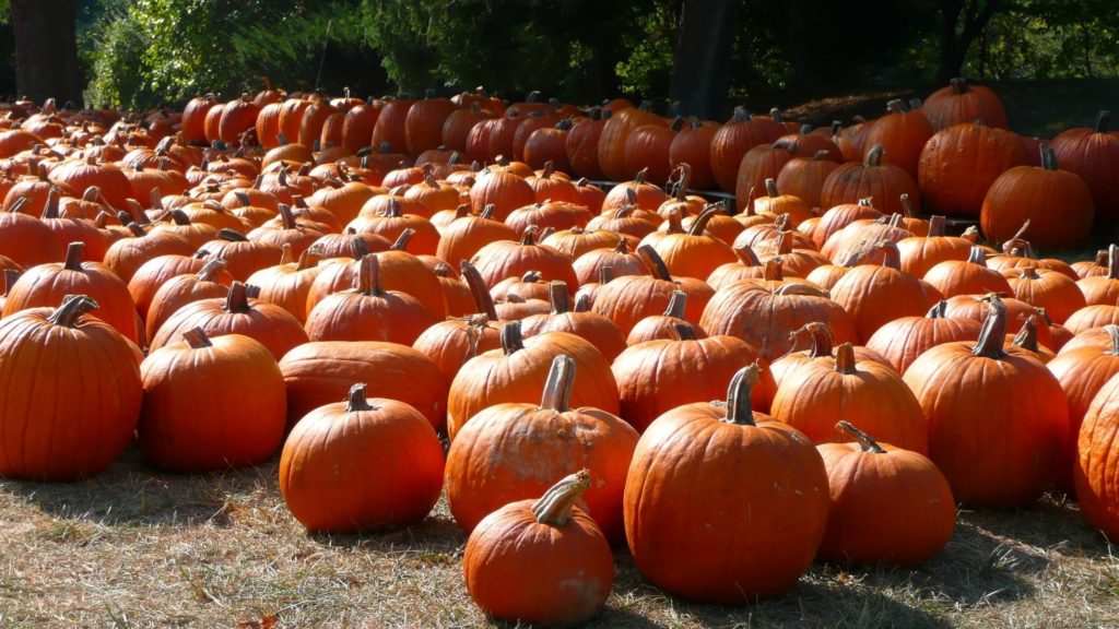 50+ Fall Scene Wallpaper with Pumpkins
