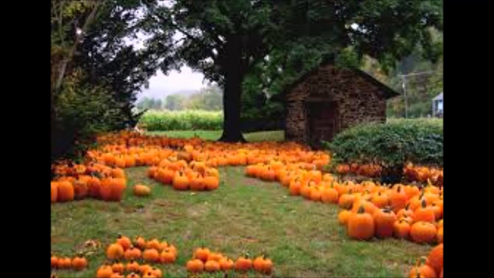 Orange Pumpkin Fall Song Youtube