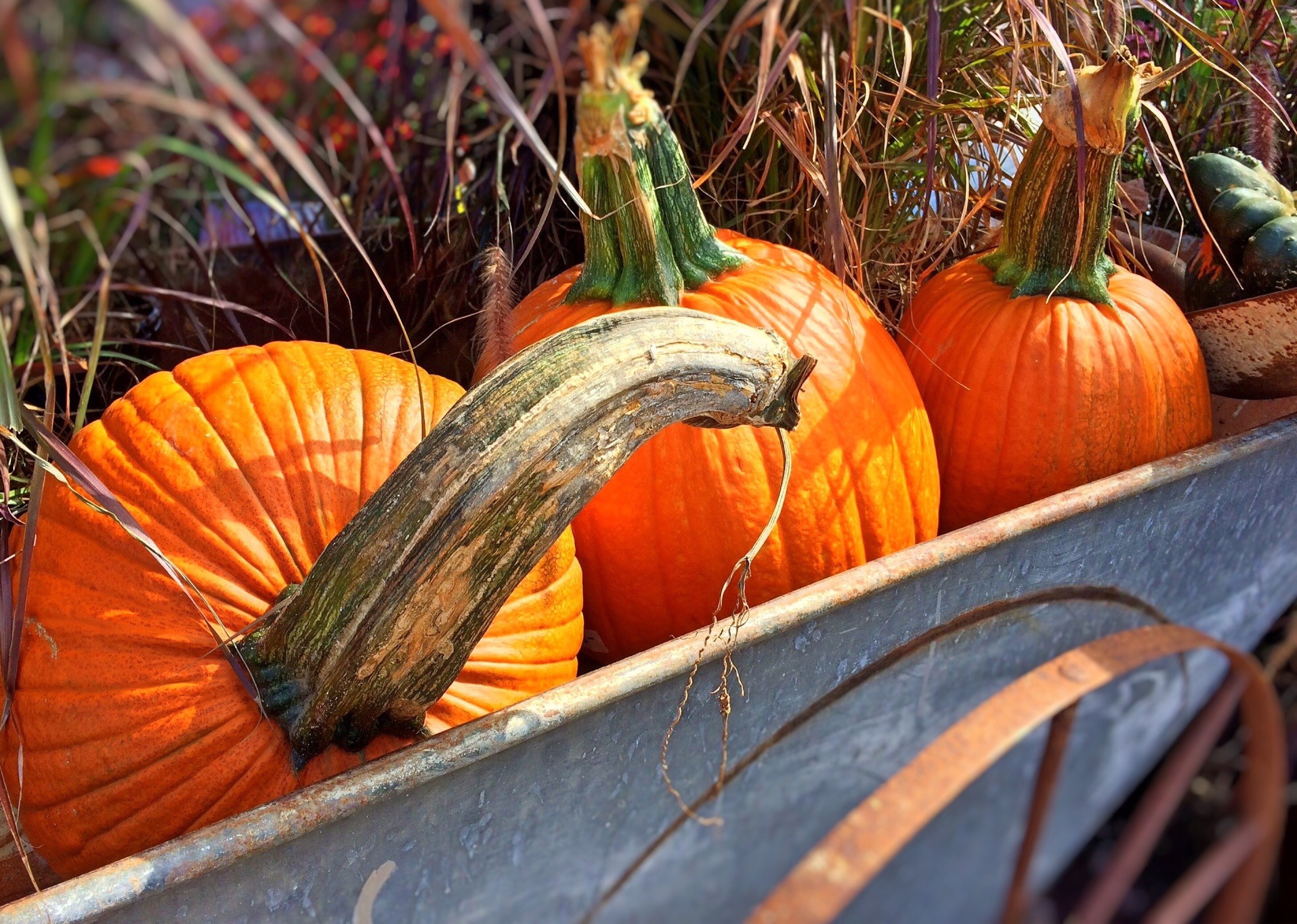 Fall, Halloween, Pumpkins, Autumn, pumpkin, orange color