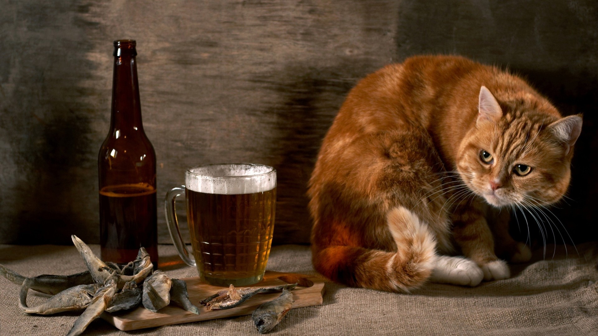 cat, beer, glass