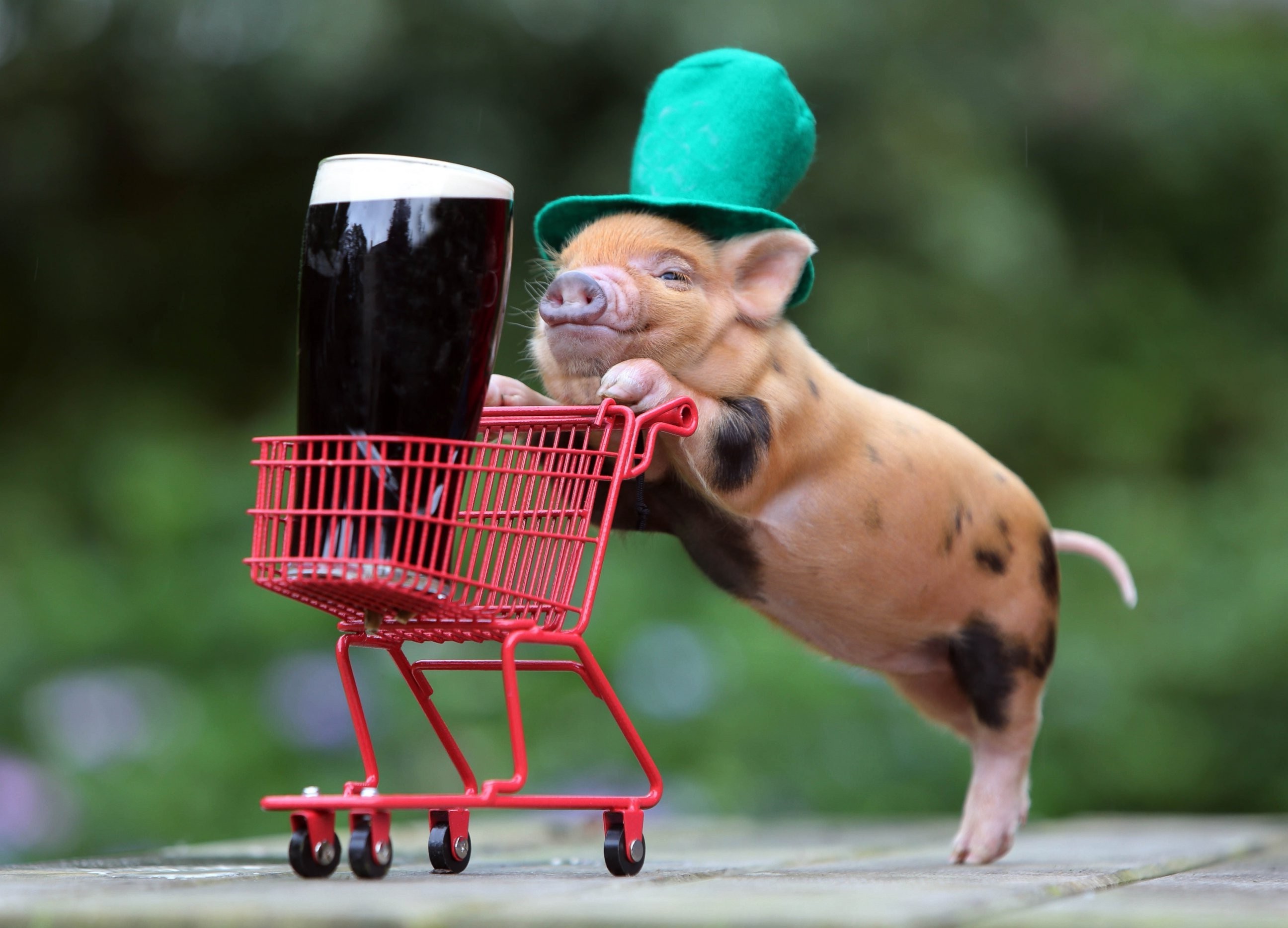 humor, Beer, Shopping Cart, Funny Hats, Baby Animals, Pigs, Guinness, Top  Hats Wallpapers HD / Desktop and Mobile Backgrounds
