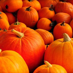 Pumpkin Backgrounds