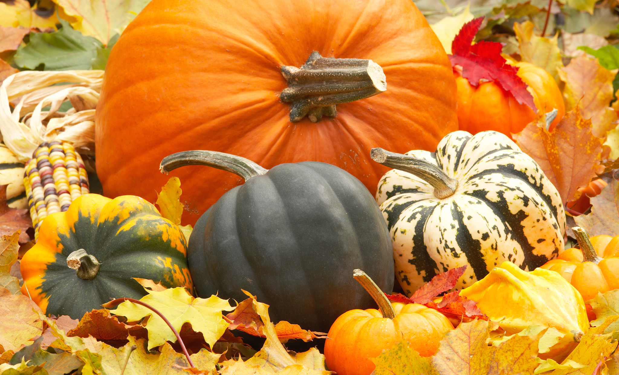 Gallery For > Fall Leaves And Pumpkins Wallpaper