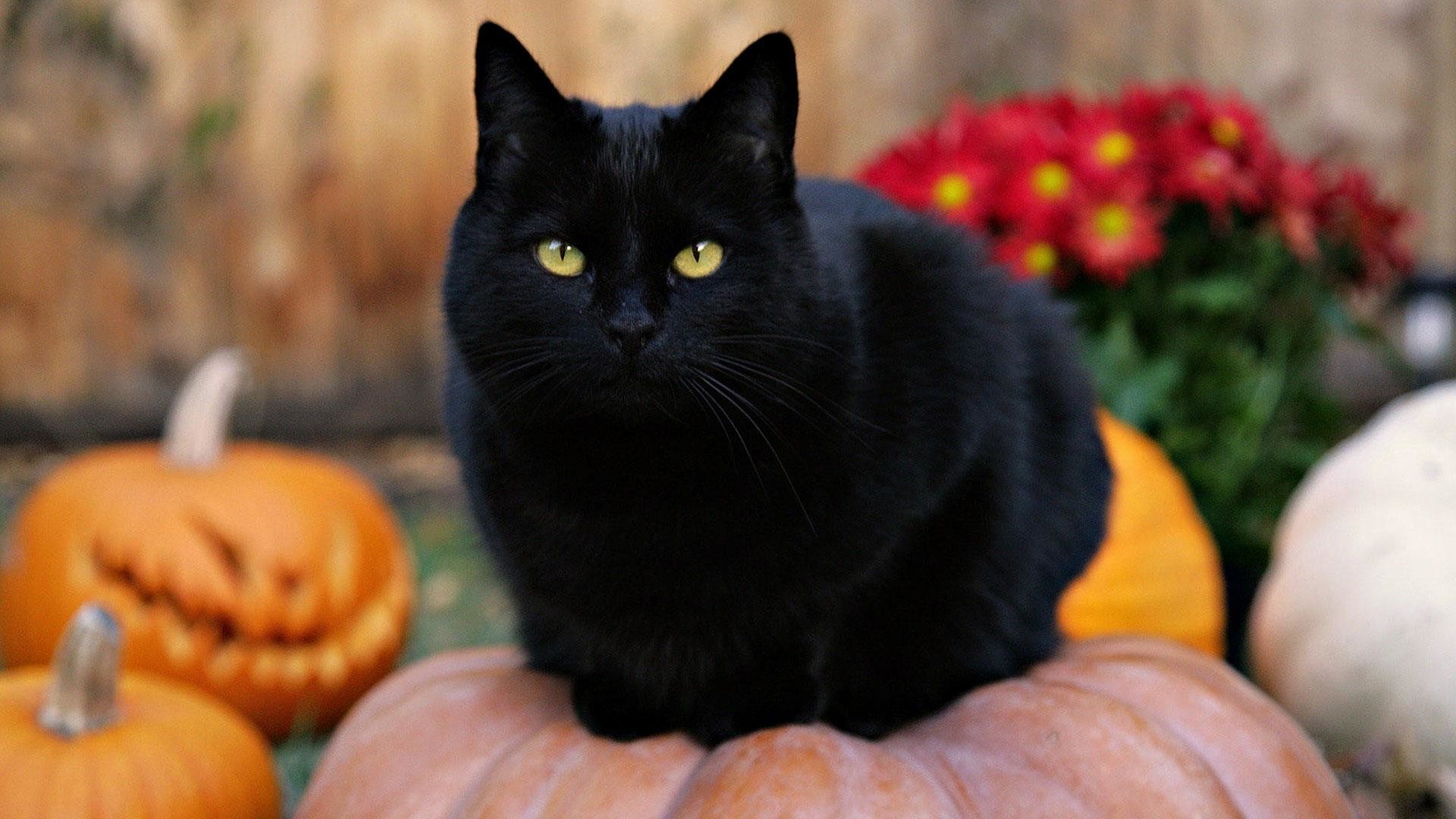 Black-Cat-On-Top-Of-a-Pumpkin-Wallpaper-