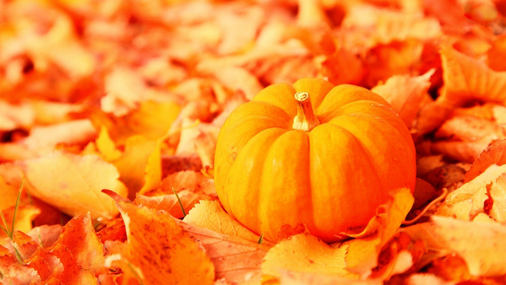 … by a keyword 'lot backgrounds pumpkin'. All images were carefully  selected for you in the global network and can only be used by the author's  right.