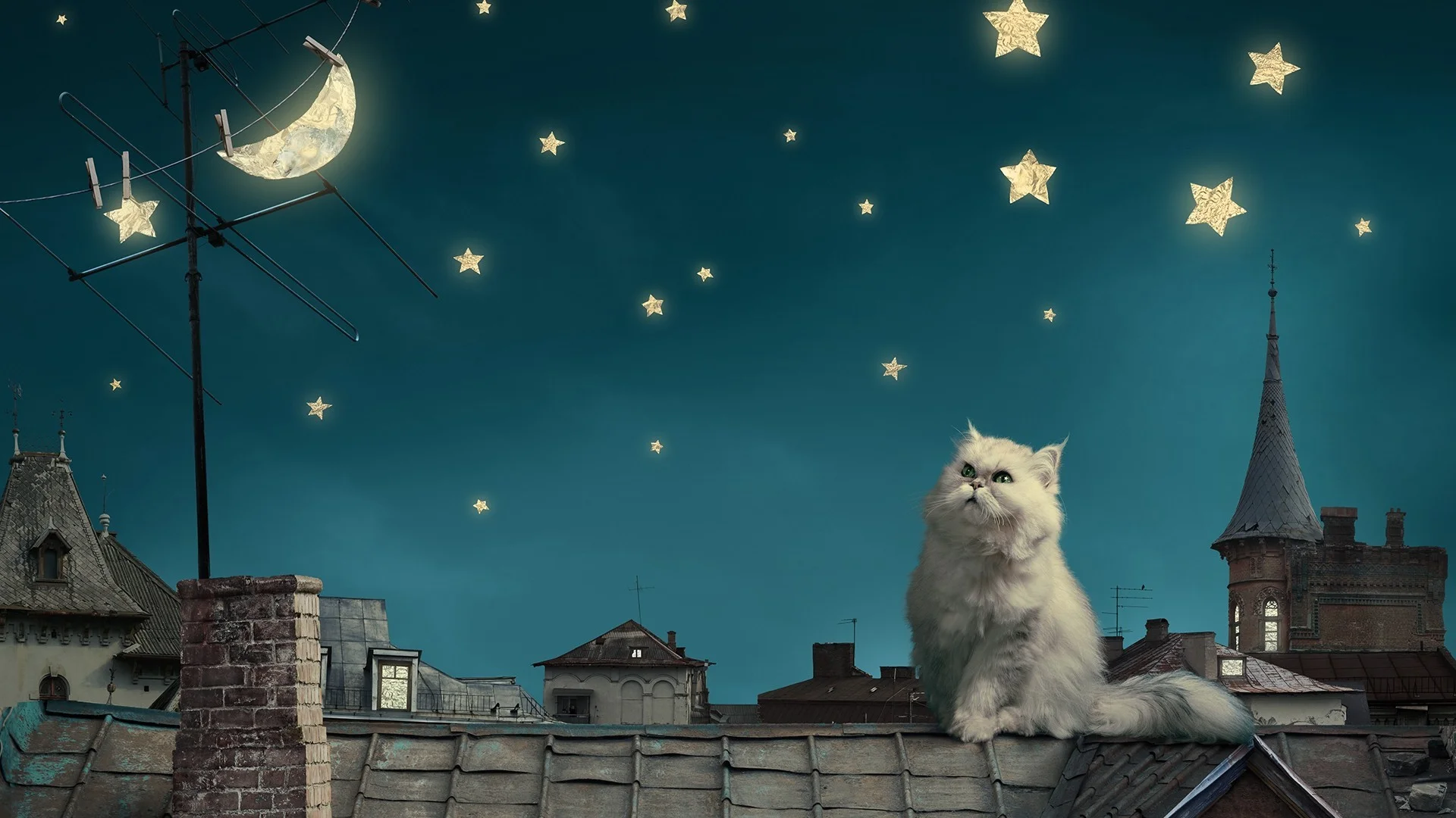 Moon And Stars Wallpapers Cat moon and stars wallpaper