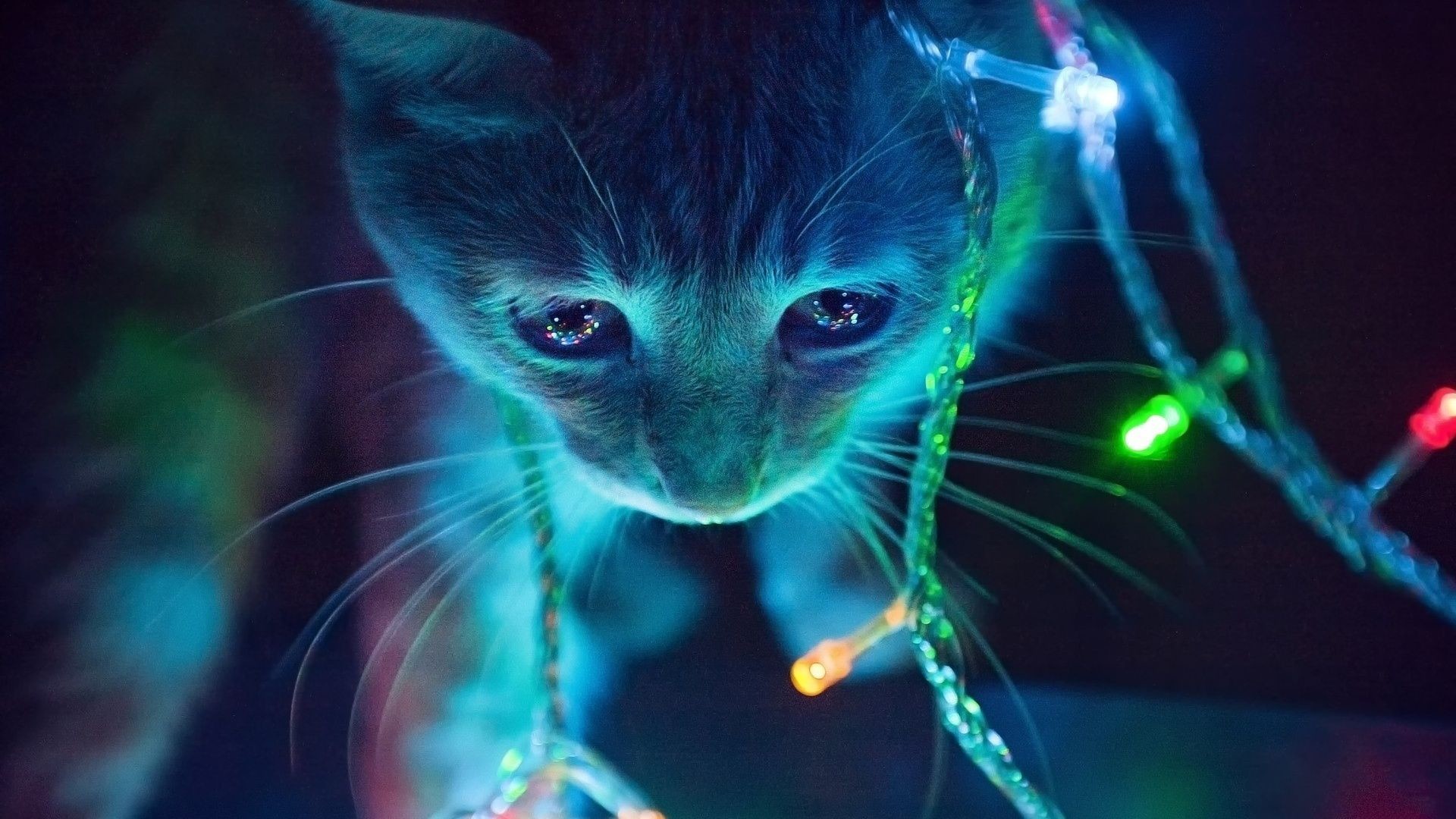 Christmas Lights Cat desktop PC and Mac wallpaper