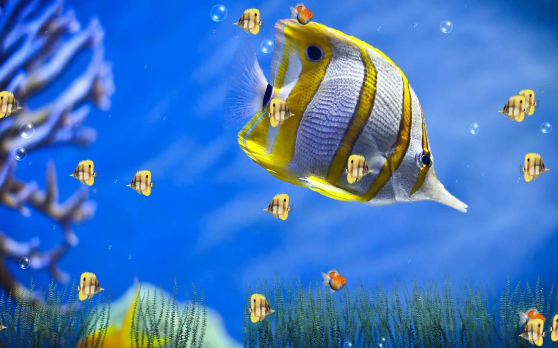 Marine Life Aquarium is a unique Animated Wallpaper that will bring the  ocean world to your computer screen. With 4 wonderful and beautiful scenes  to bring …