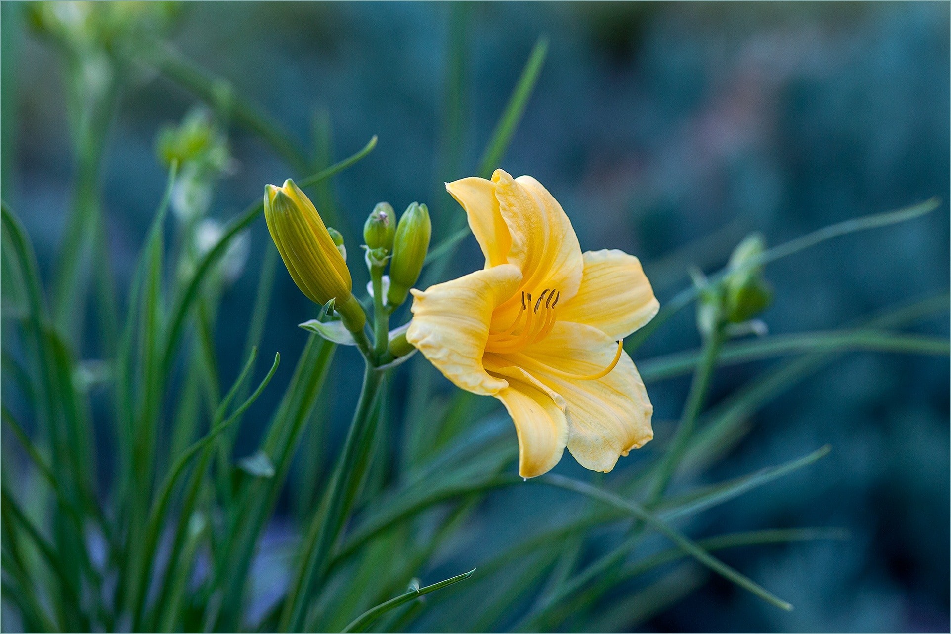 Yellow easter lily