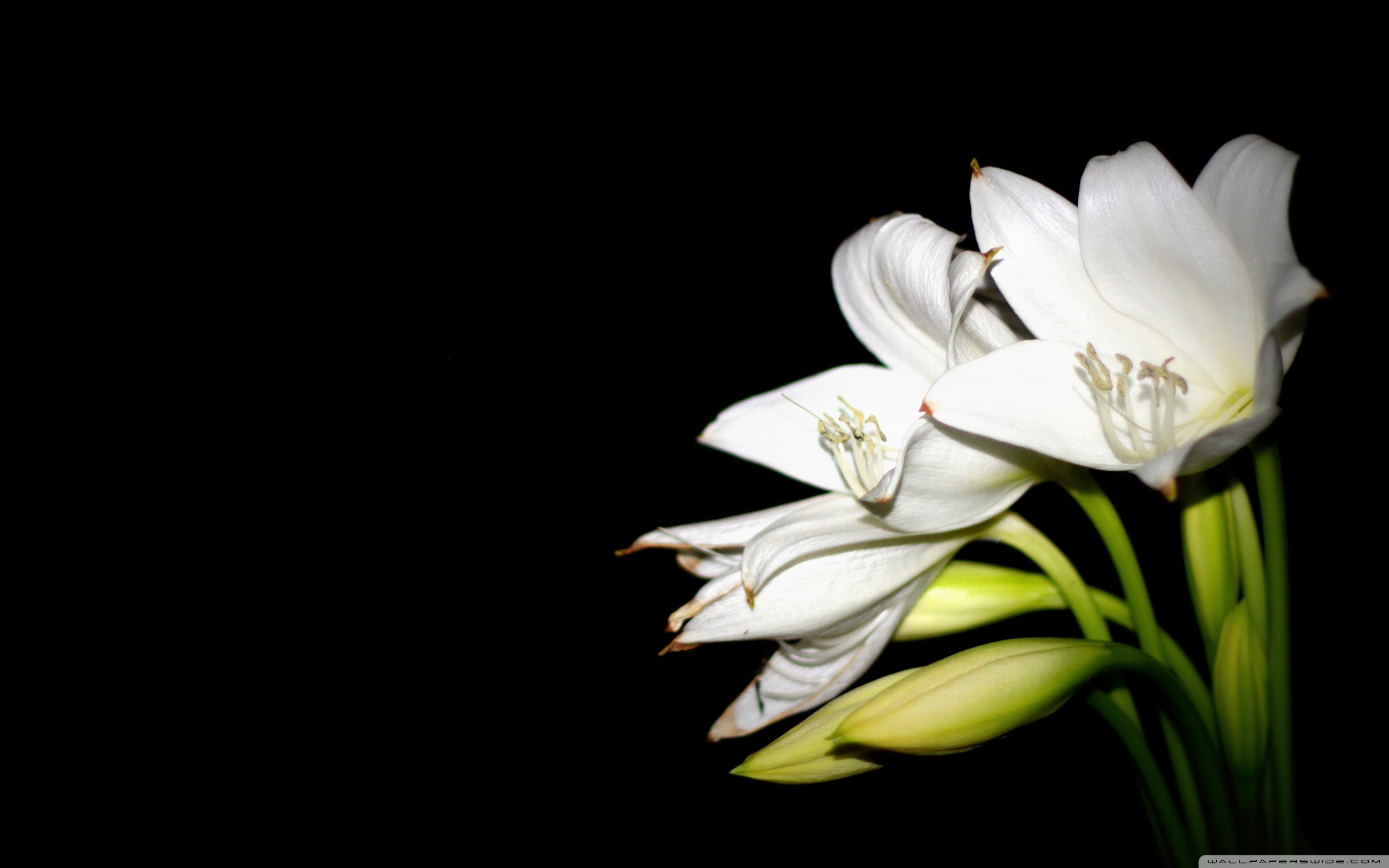 Wide 1610 Easter Lilies Background