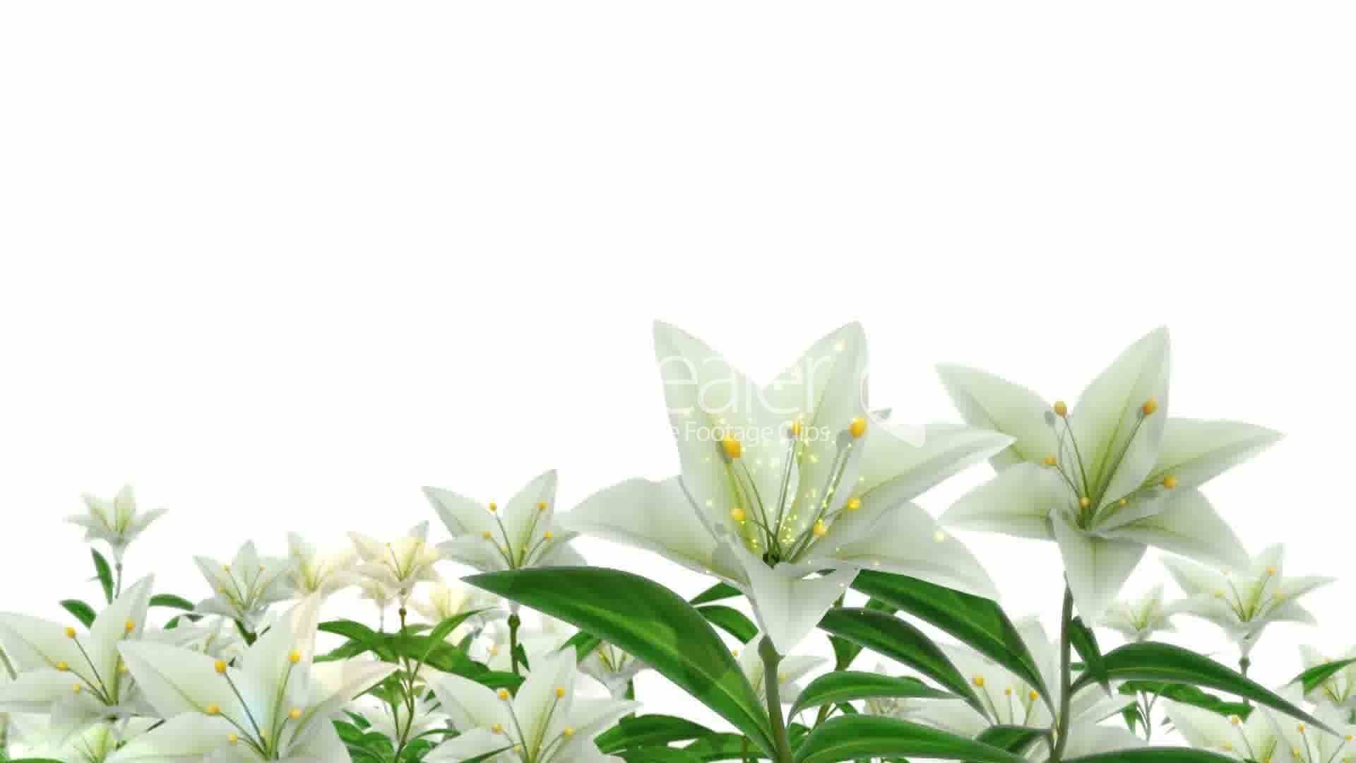 easter lily wallpaper …