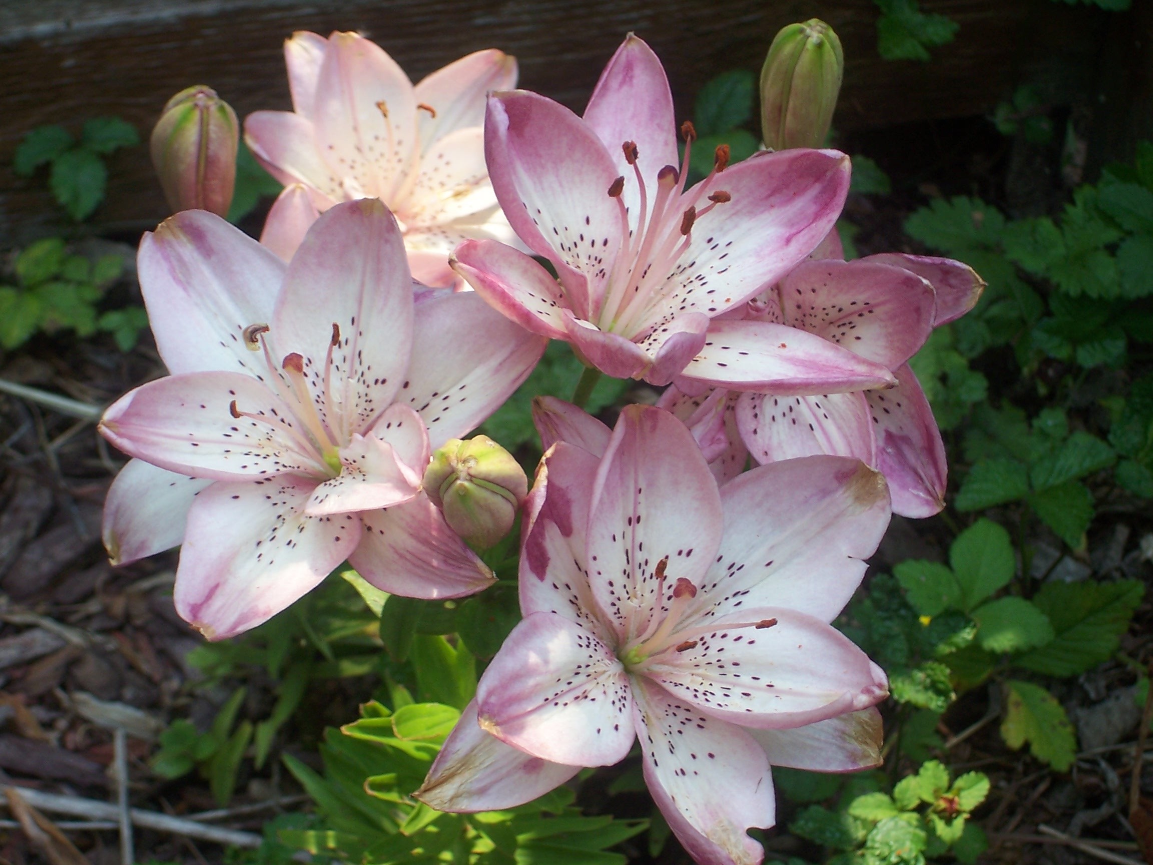 Pink Easter Lily by Star Struck POA