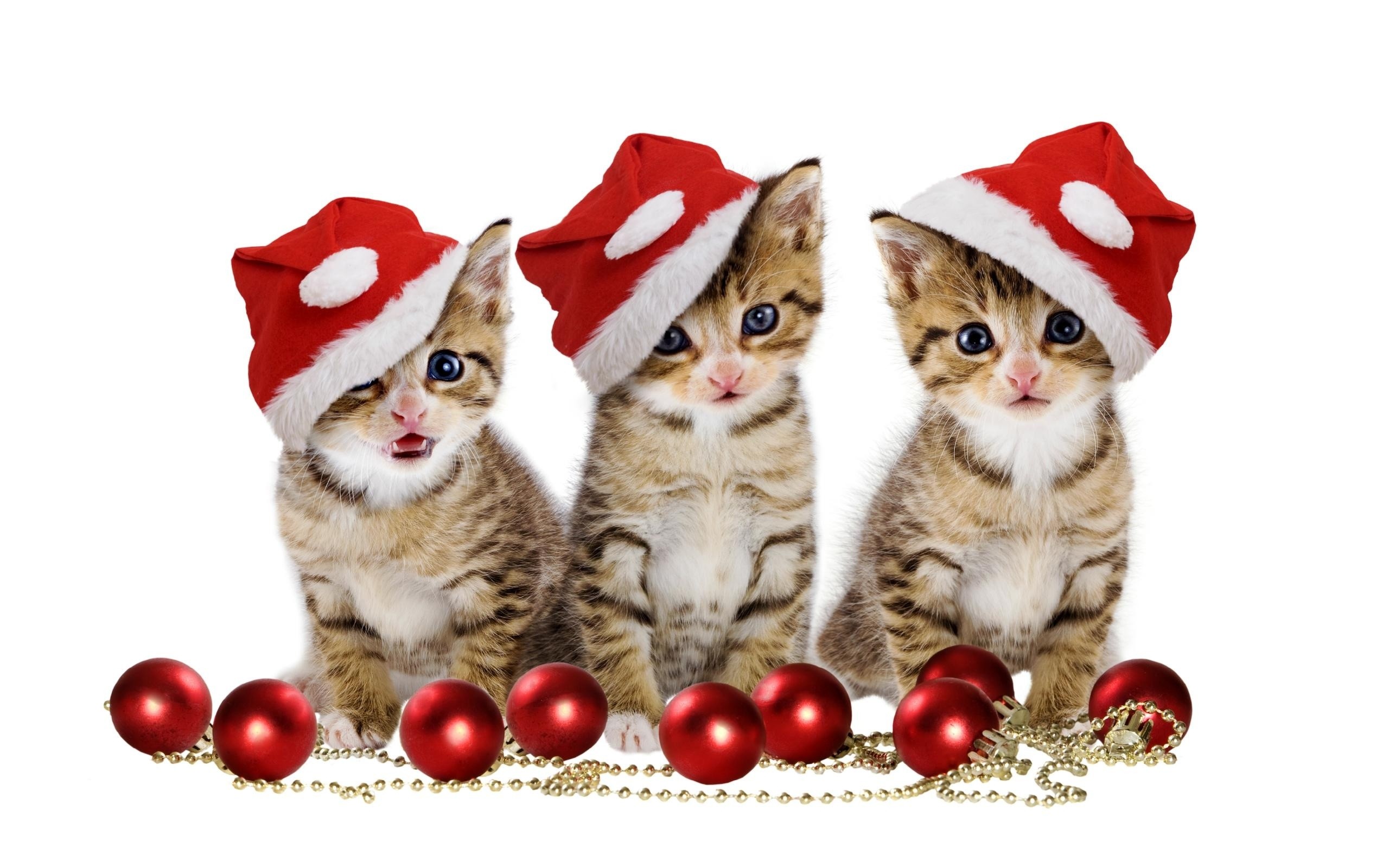 Christmas kittens HD Wallpaper 2560×1600