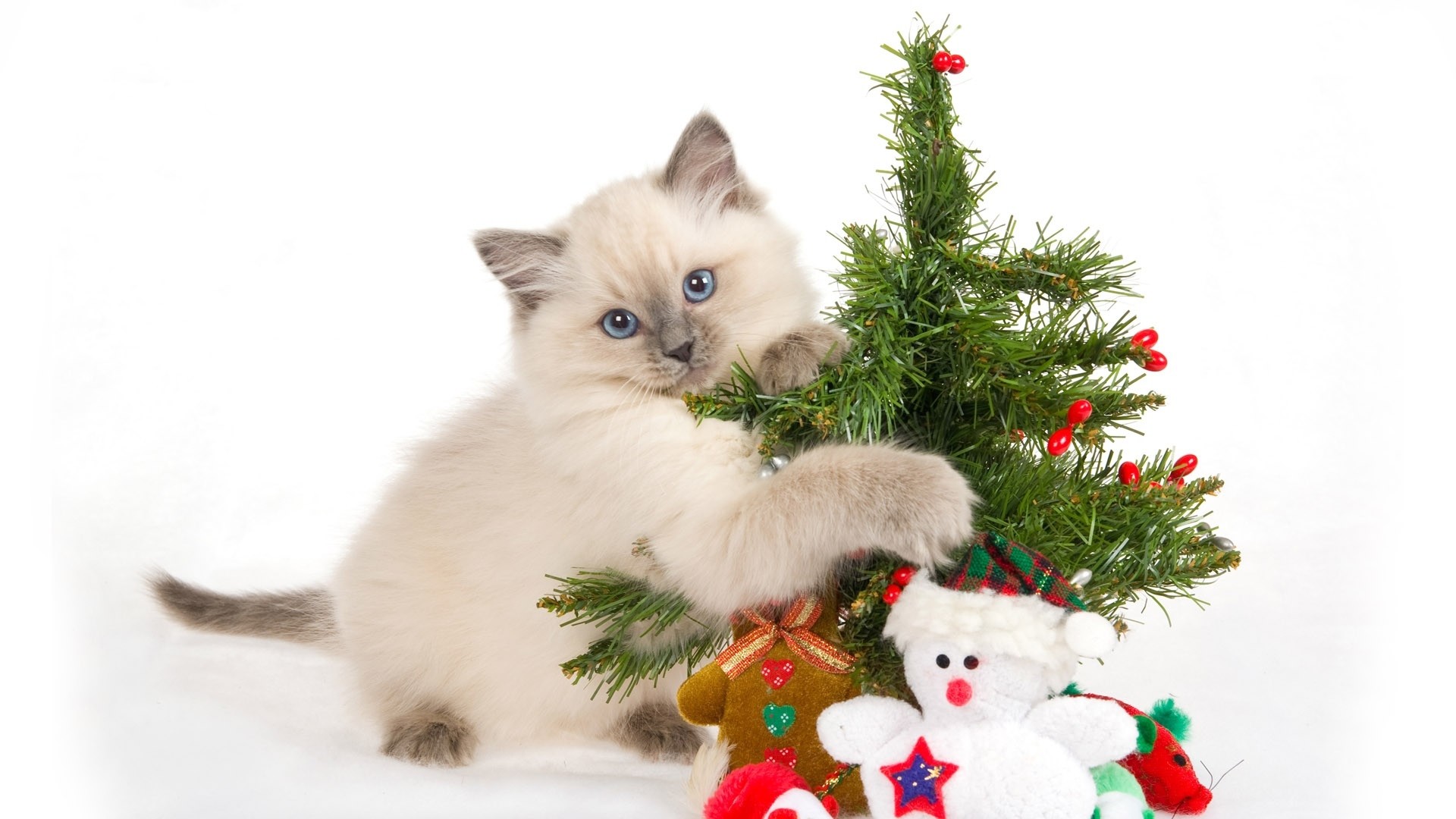 Wallpaper kitten, spotted, toys, tree, new year, christmas