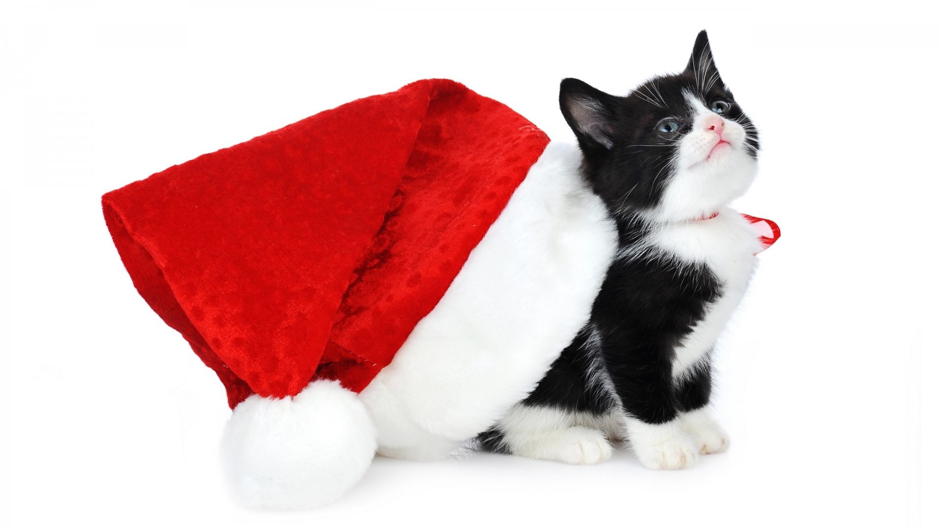 Christmas Kitten 647543