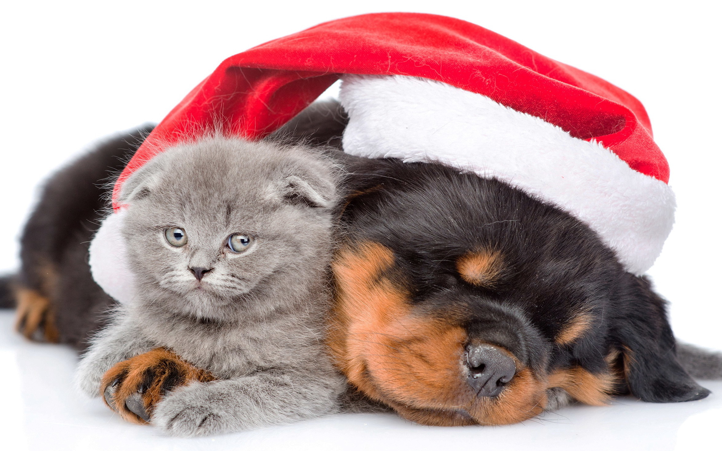 Animal – Cat Dog Holiday Christmas Puppy Kitten Cute Santa Hat Wallpaper