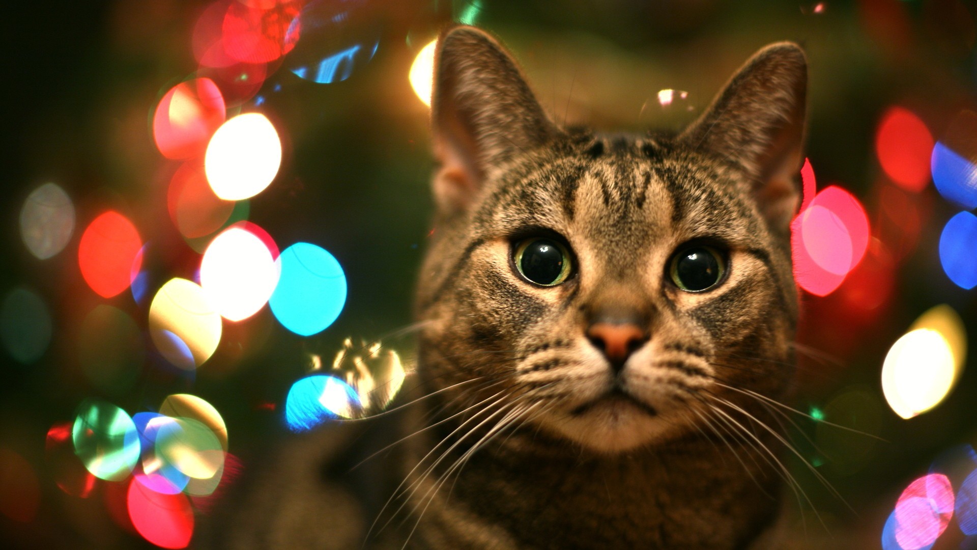 cat in christmas lights in high resolution for free get tabby cat