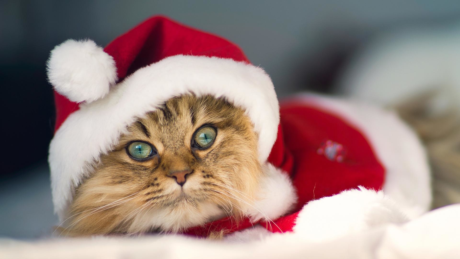 Christmas Kitty Wallpaper