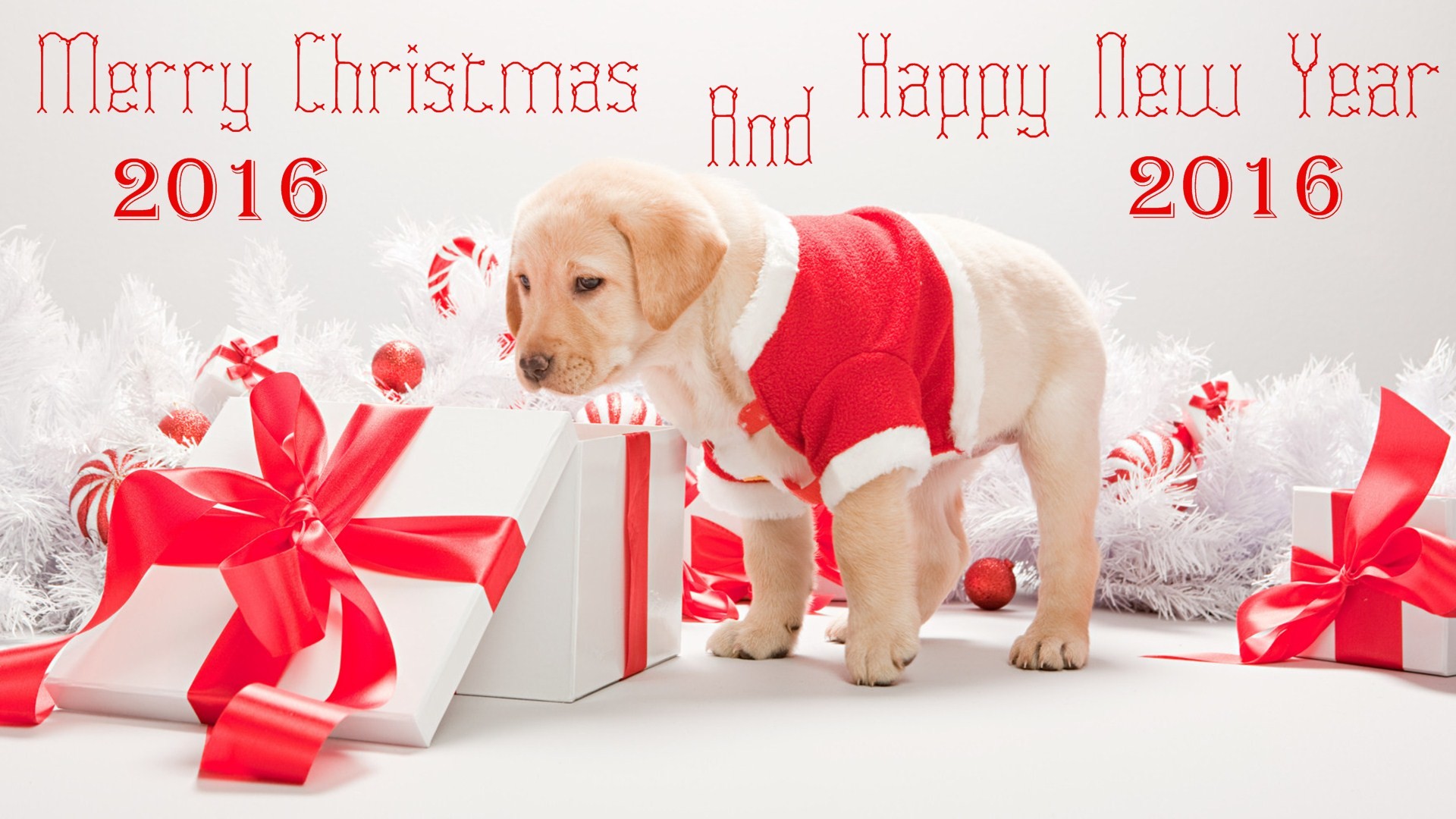Merry Christmas wallpaper Cute Puppy with a christmas and new year message