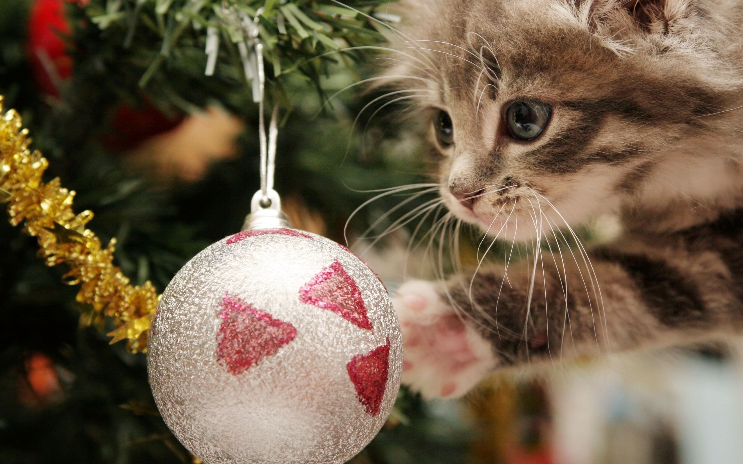 christmas cat images for free wallpaper